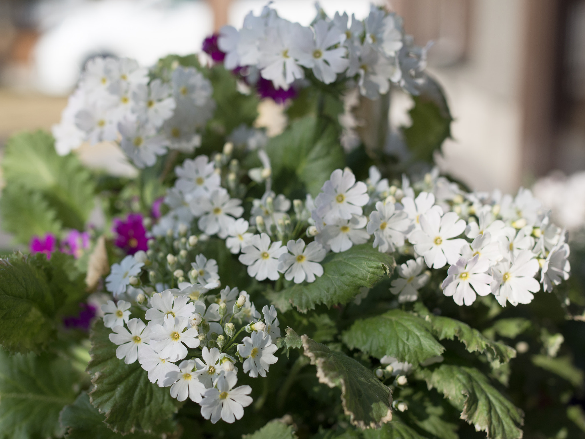 Olympus OM-D E-M10 II + Olympus M.Zuiko Digital 25mm F1.8 sample photo. サクラソウ | primrose photography