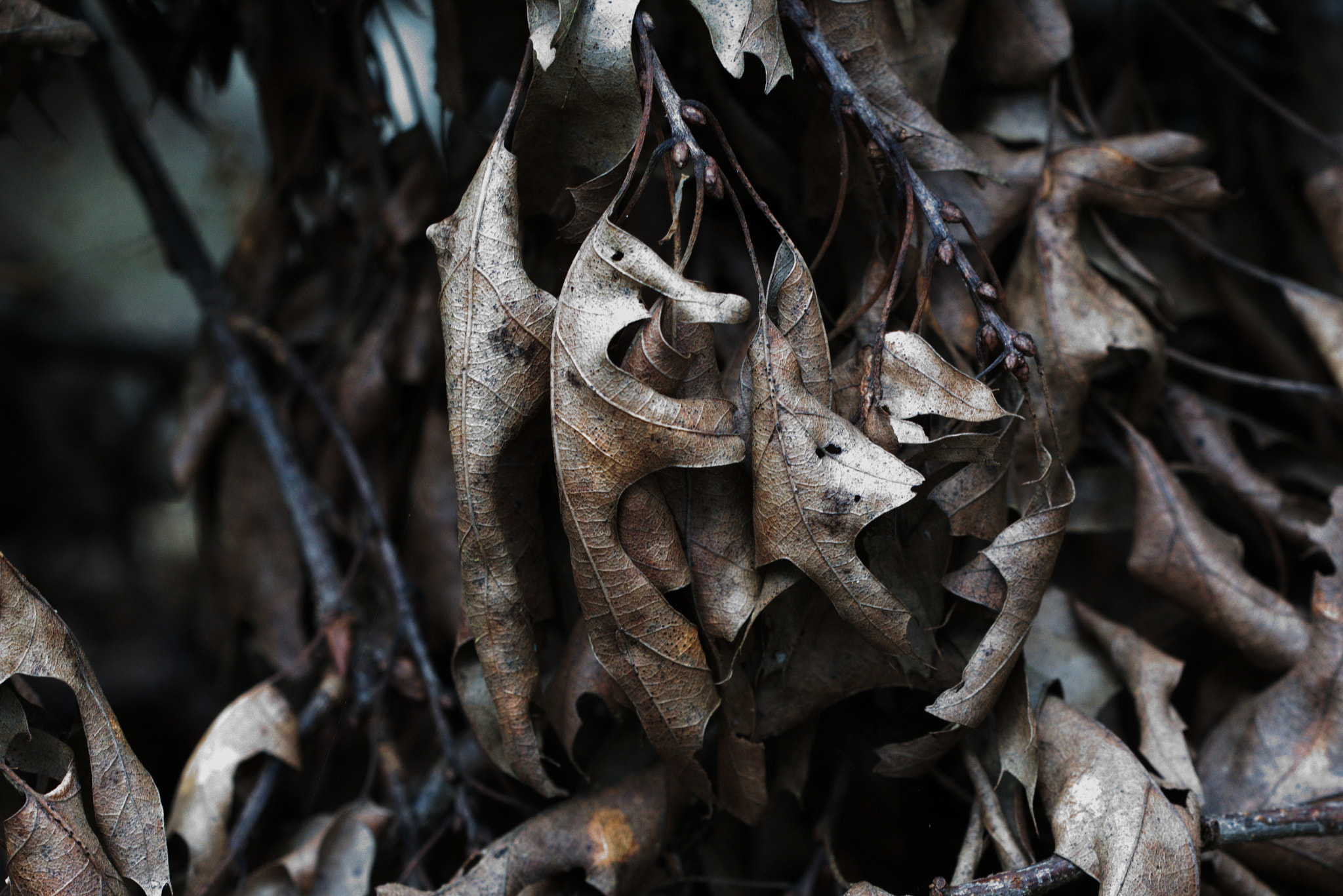 Sigma 150mm F2.8 EX DG OS Macro HSM sample photo. Leaves photography