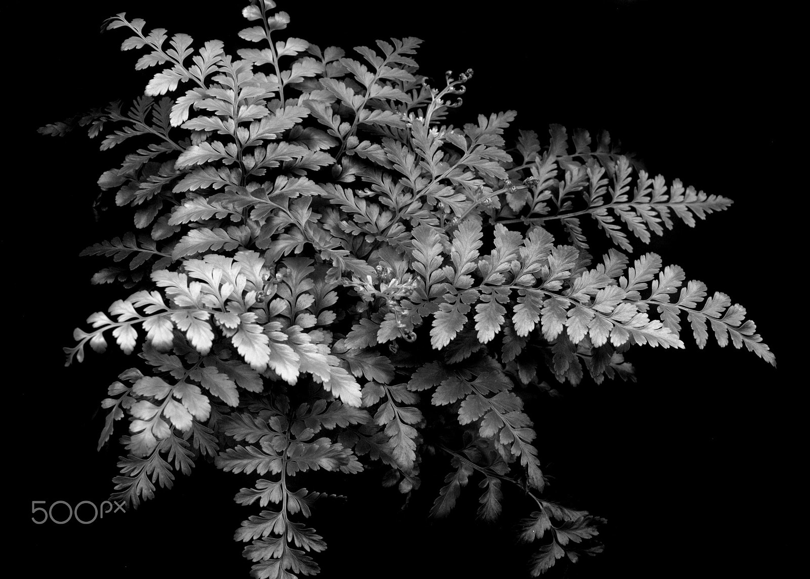 Nikon D3000 sample photo. Mother fern asplenium bulbiferum photography