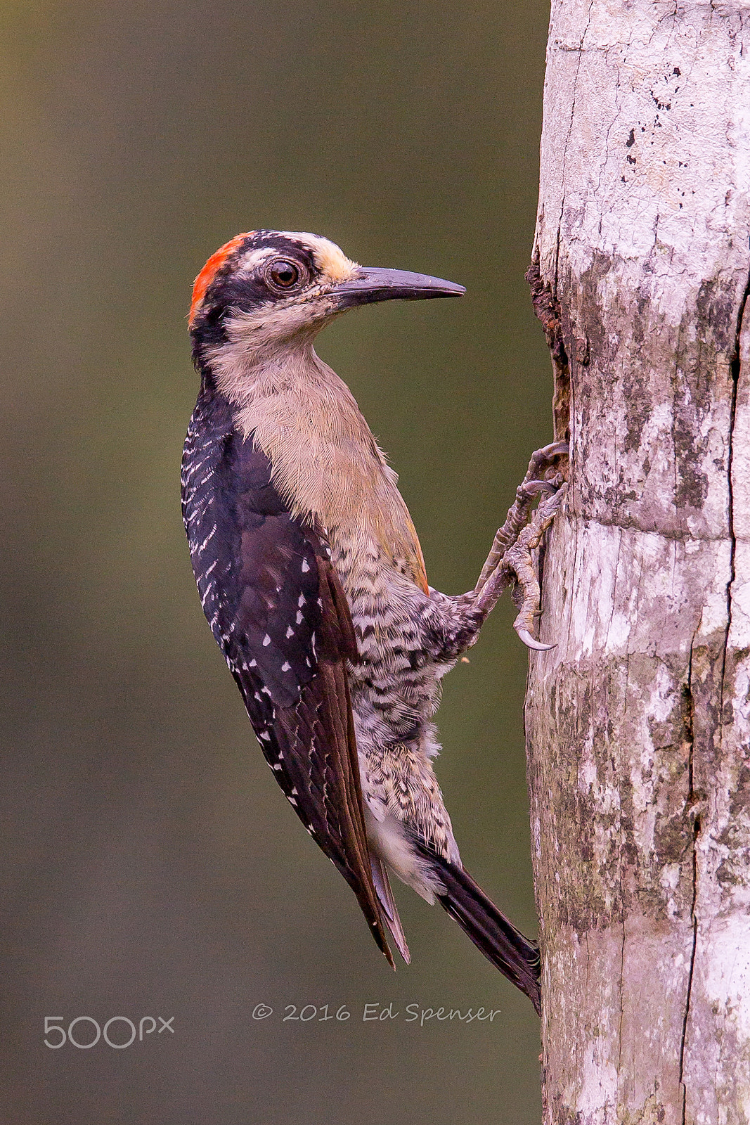 Canon EOS 6D sample photo. Black-cheeked woodpecker, costa rica photography