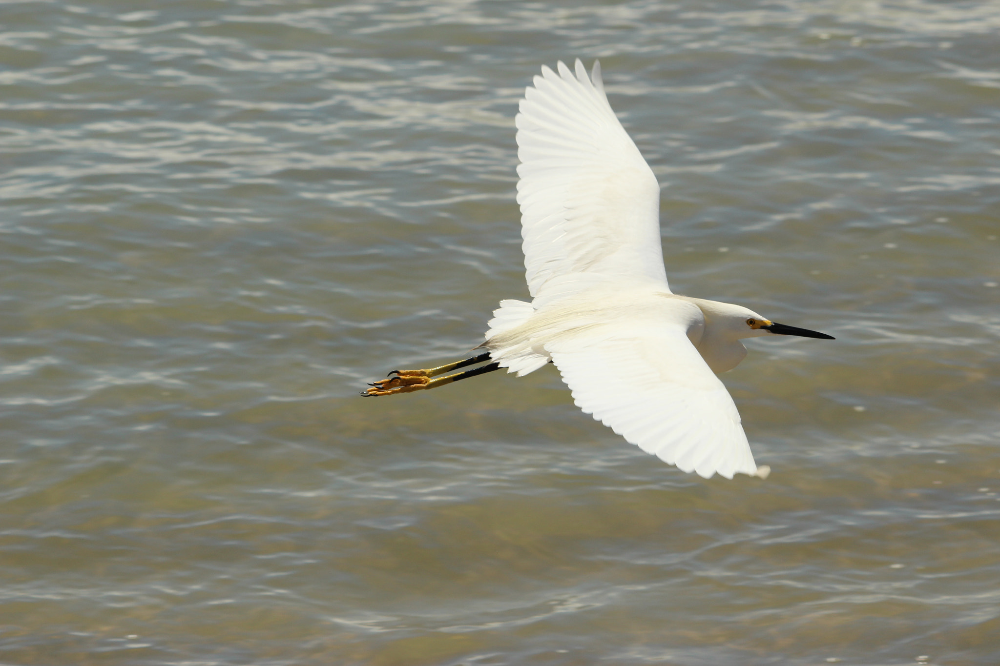 Canon EF-S 55-250mm F4-5.6 IS II sample photo. Heron photography