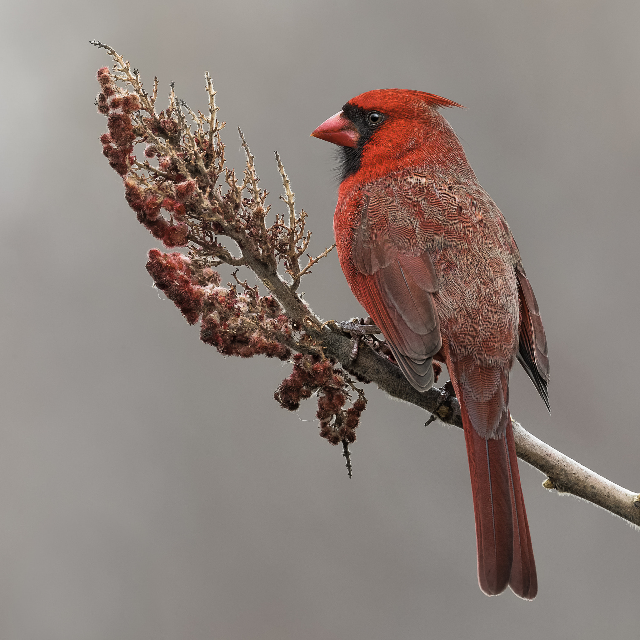 Canon EF 500mm F4L IS II USM sample photo. A study in red ii photography