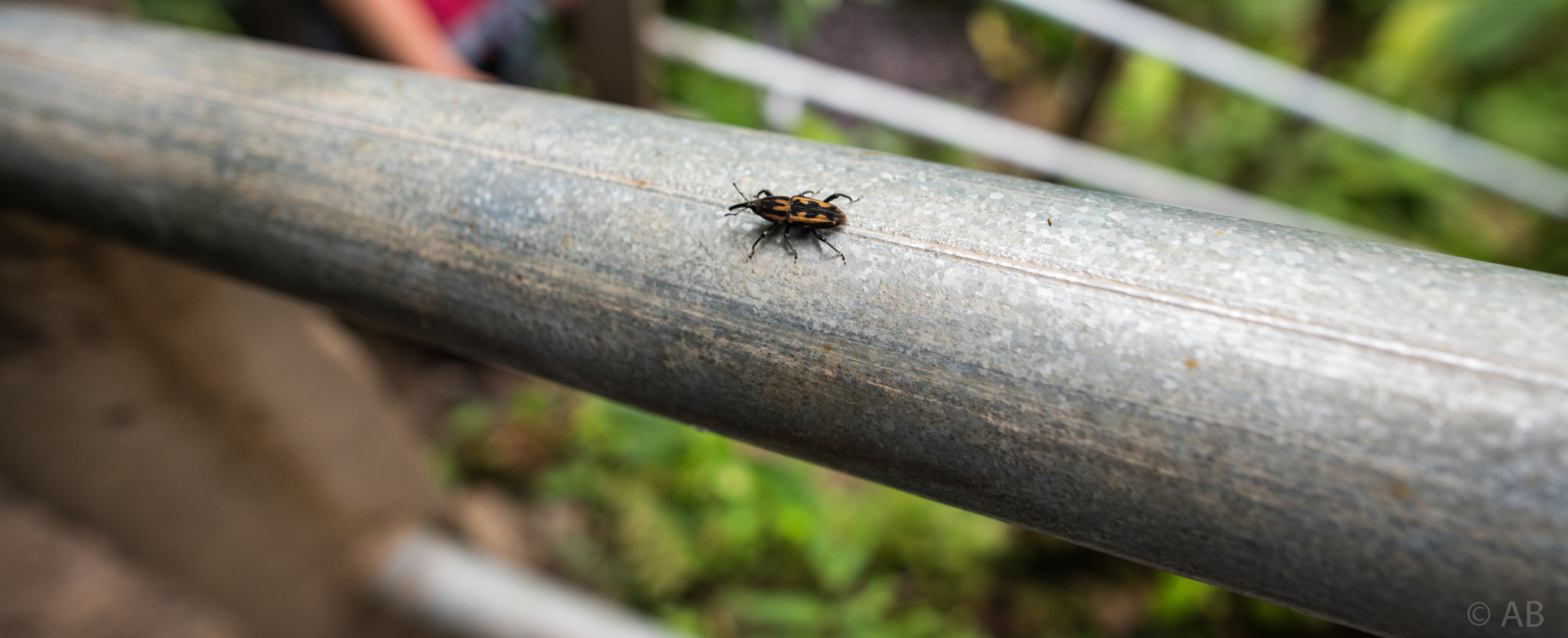 Nikon D750 + Nikon AF-S Nikkor 20mm F1.8G ED sample photo. Walking photography