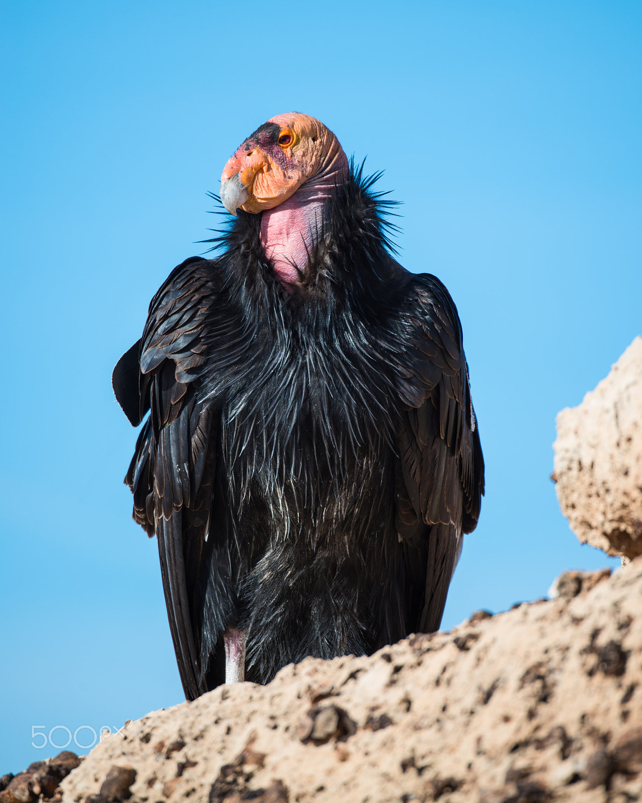 Nikon D800E sample photo. California condor photography