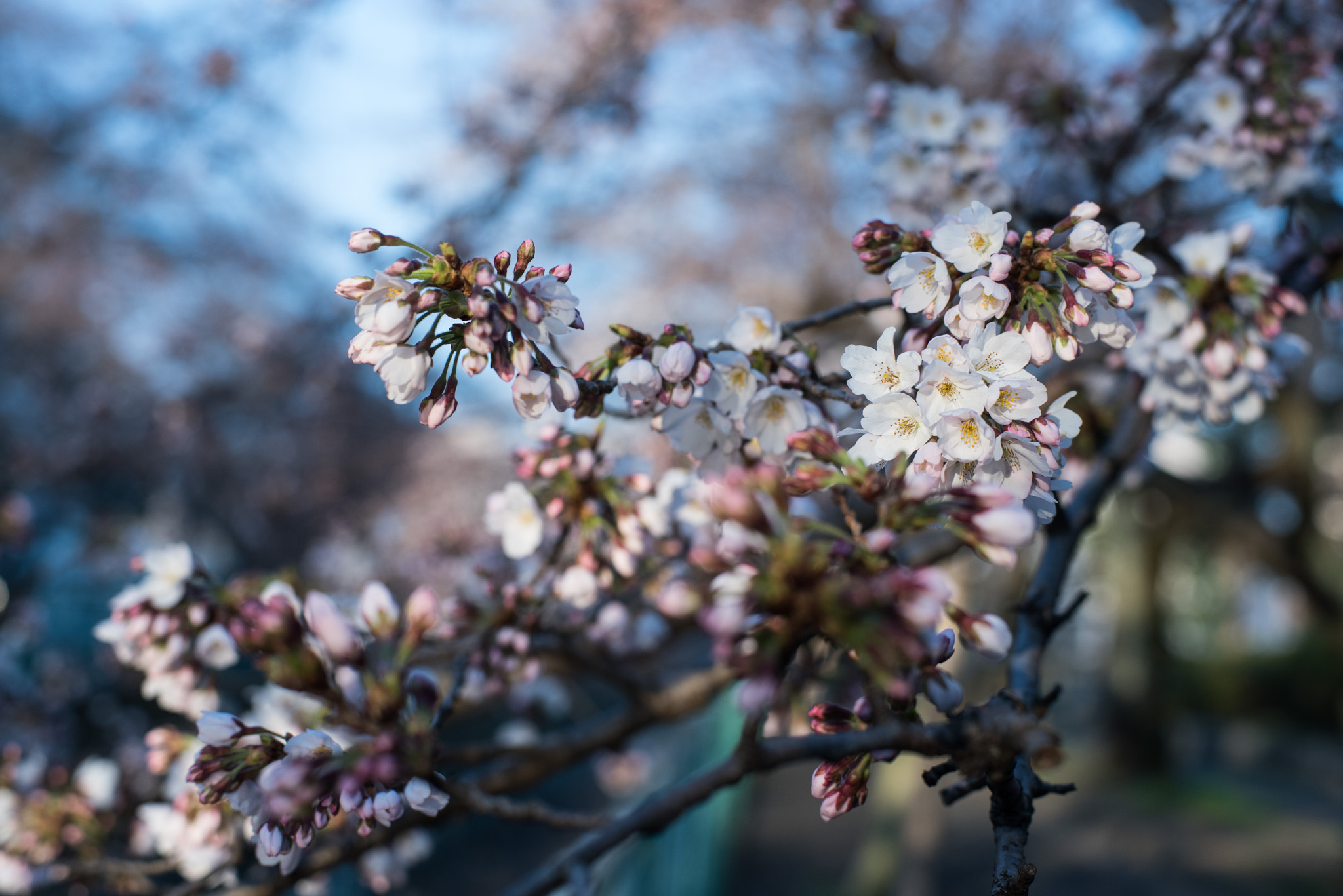 ZEISS Planar T* 50mm F1.4 sample photo. Blooming blossoms photography