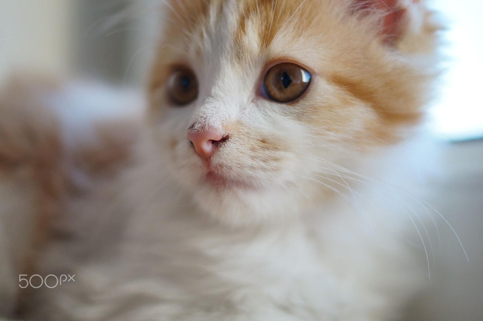 Sony SLT-A57 + Sony DT 35mm F1.8 SAM sample photo. Kitty photography