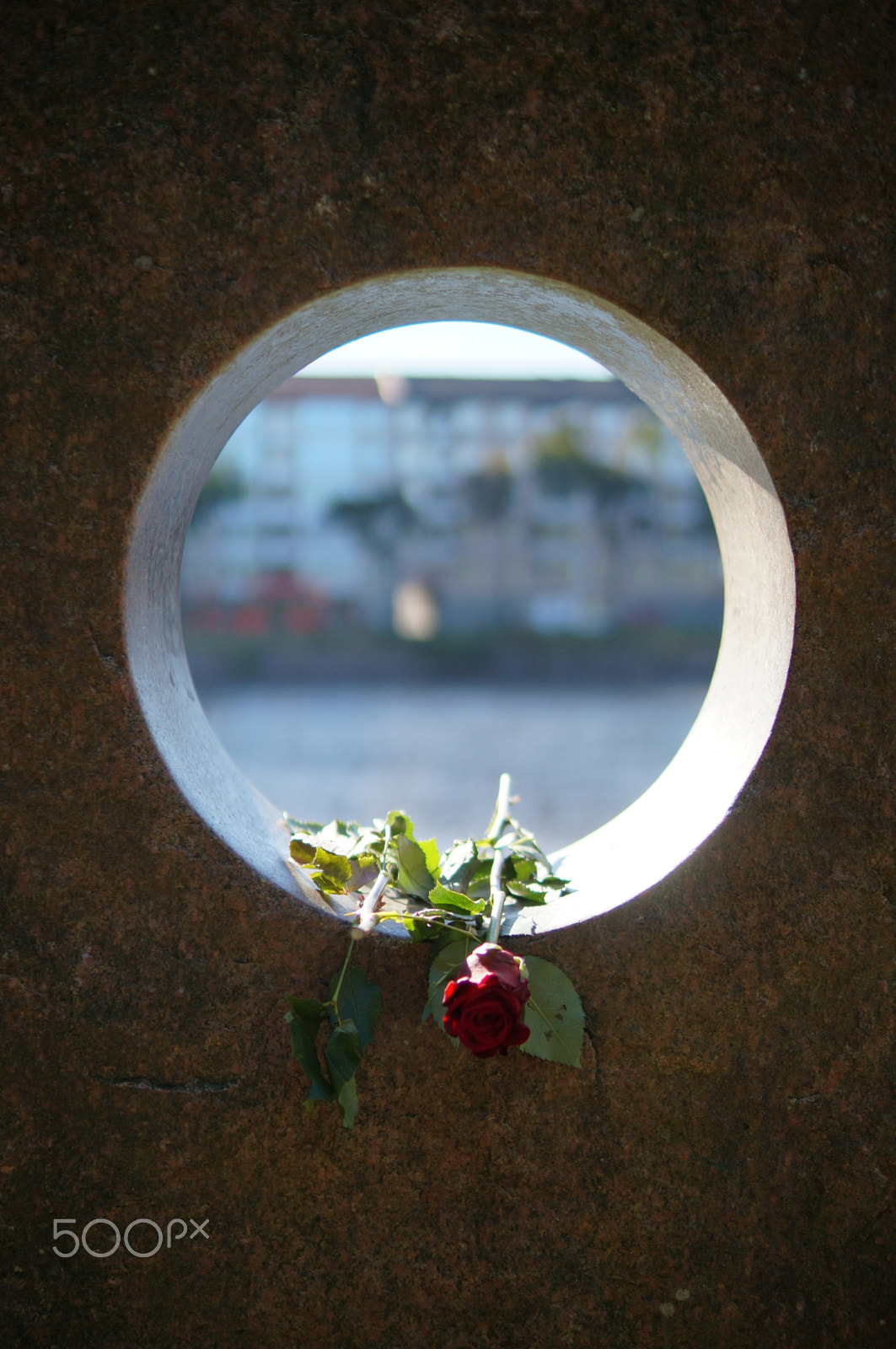 Sony SLT-A57 + Sony DT 35mm F1.8 SAM sample photo. Rose photography