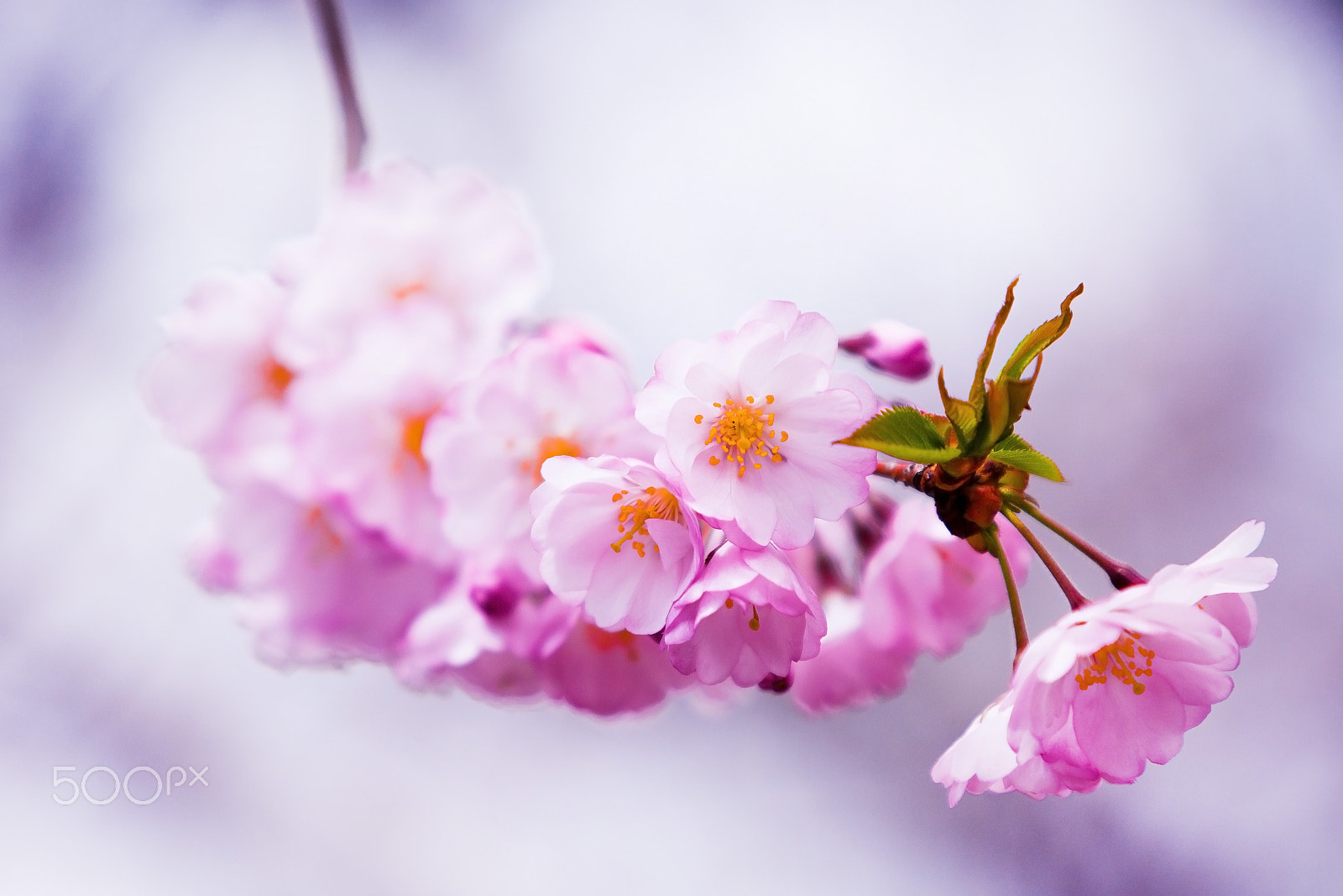 Canon EOS 5D Mark II + Canon EF 70-200mm F2.8L USM sample photo. Spring flowers photography