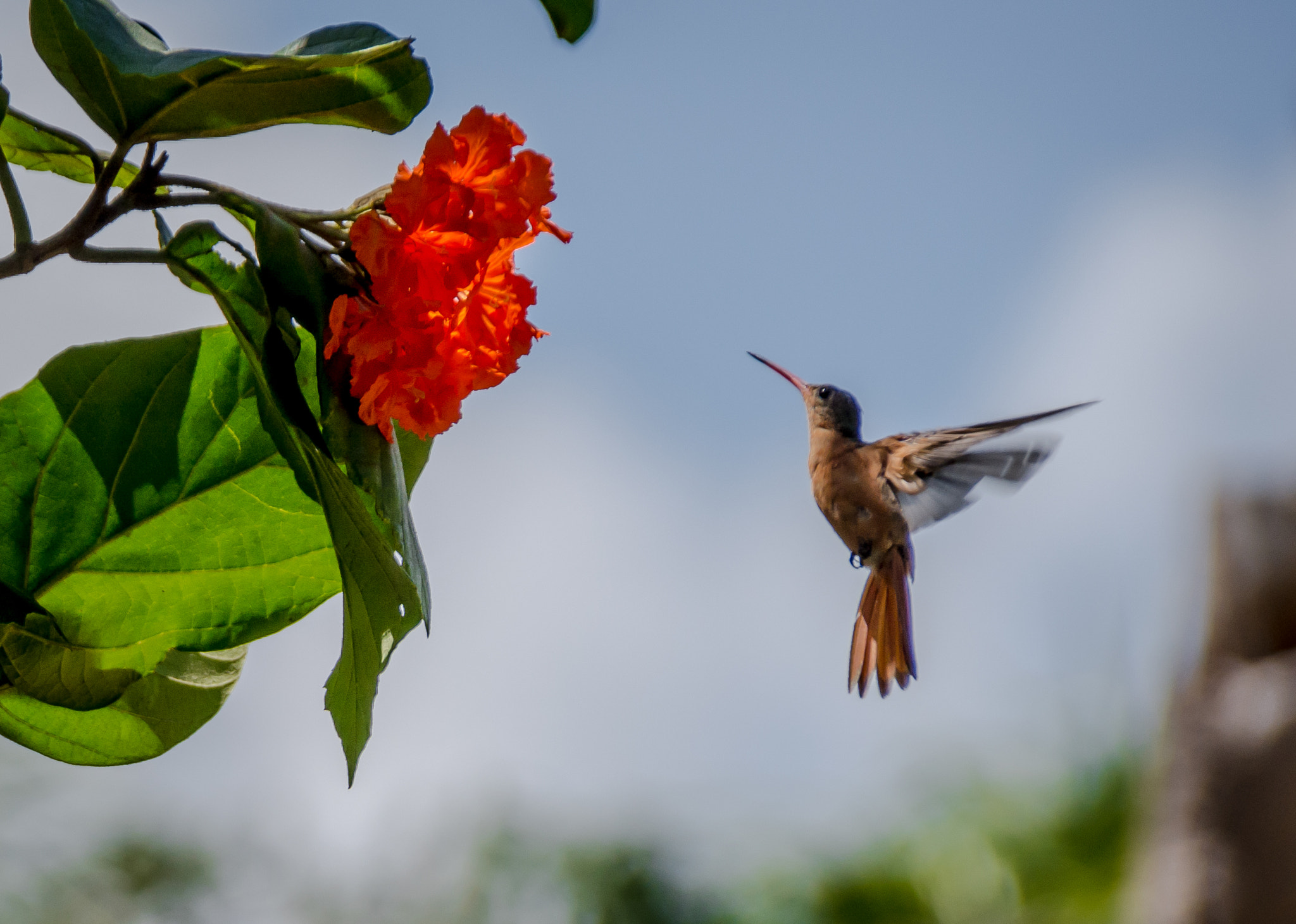 Sigma 18-250mm F3.5-6.3 DC Macro OS HSM sample photo. Amazilia rutila photography