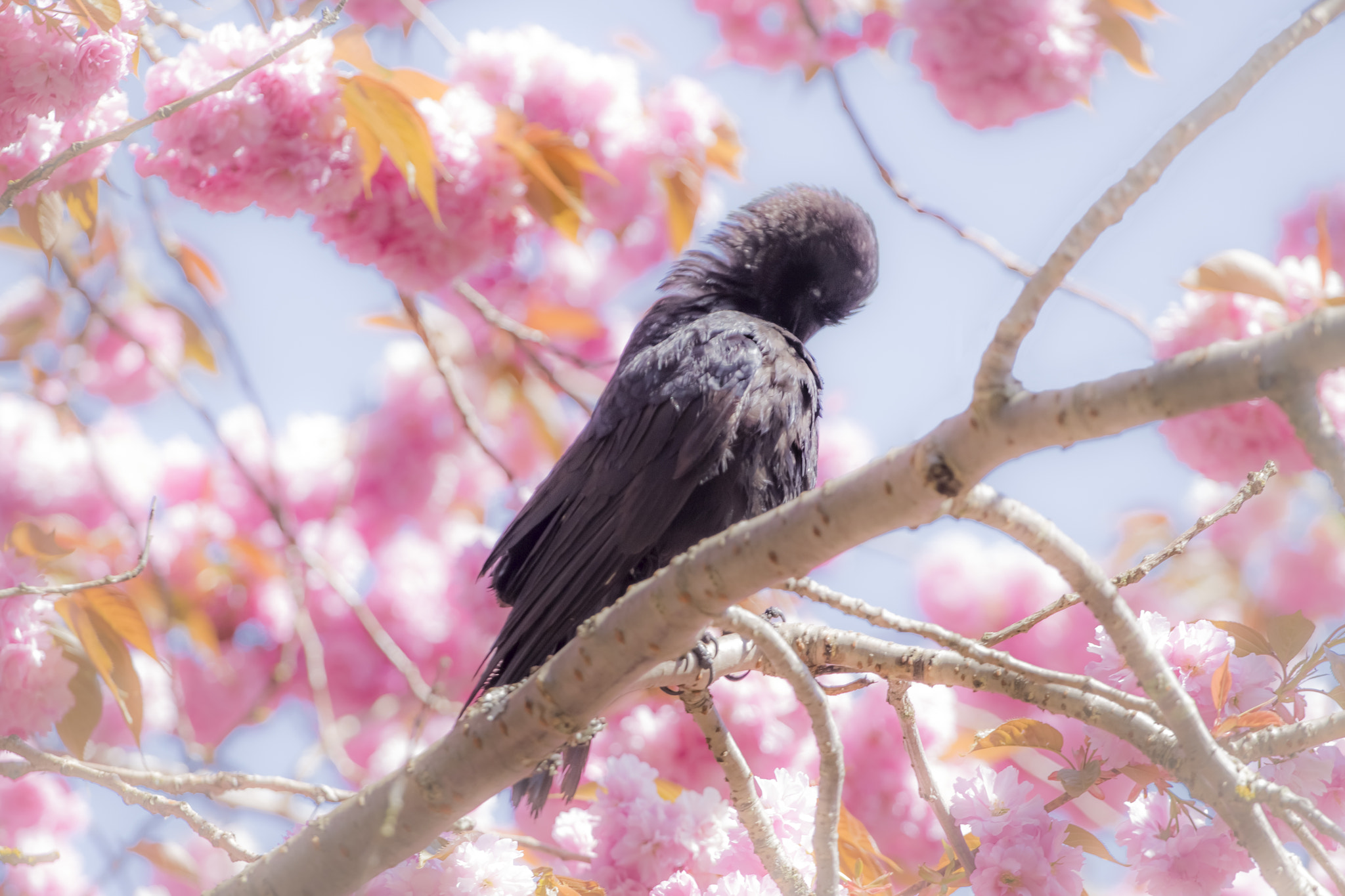 Canon EF 70-200mm F4L USM sample photo. Spring shyness photography