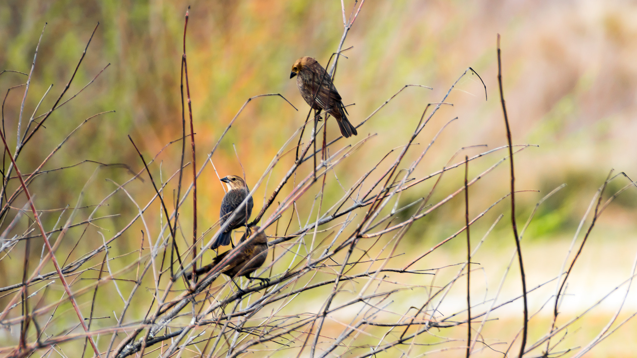 Sigma 70-300mm F4-5.6 DG Macro sample photo. Birds of a feather... photography