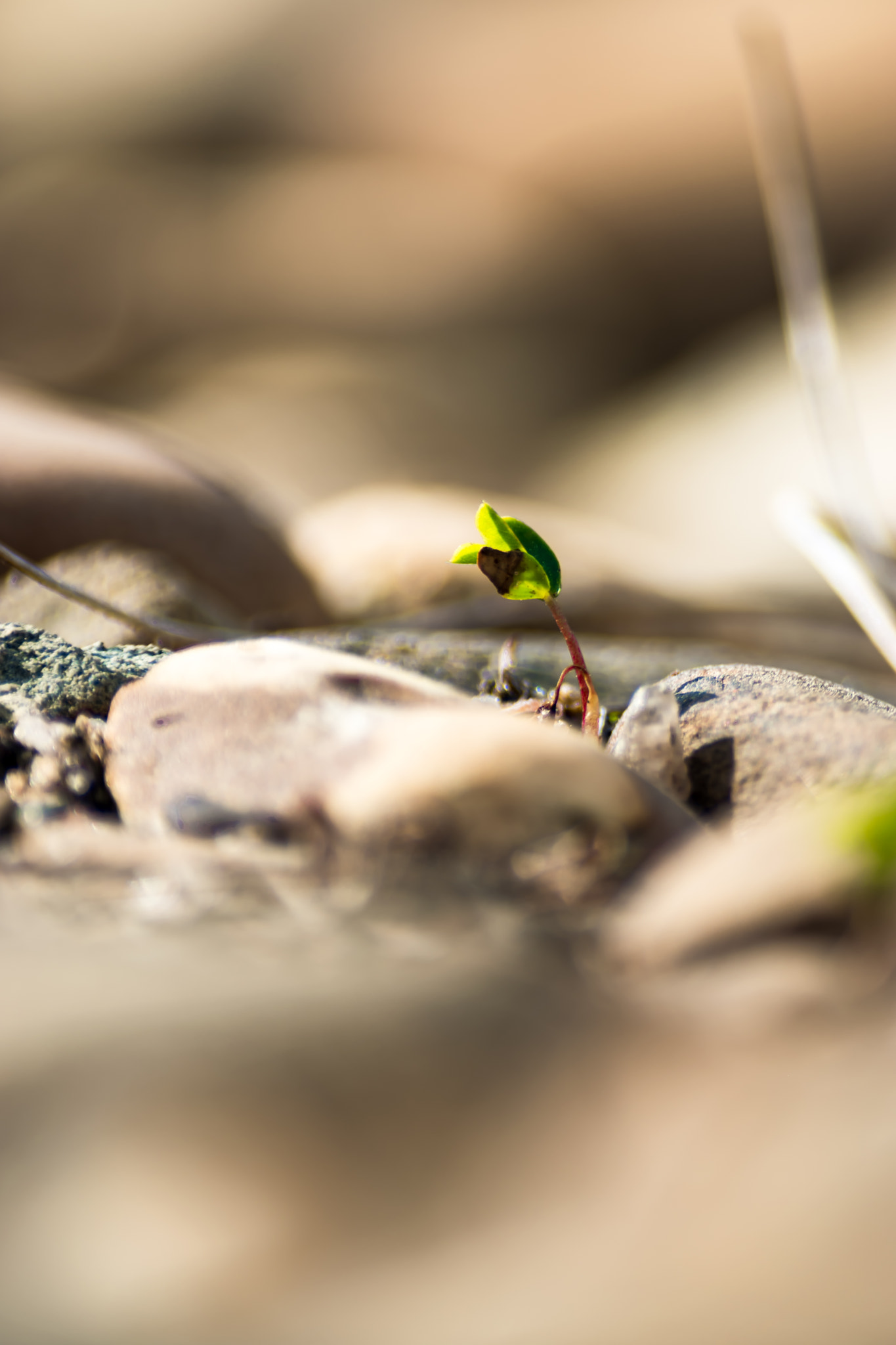 Nikon D5500 + Sigma 70-300mm F4-5.6 DG Macro sample photo. New beginnings... photography