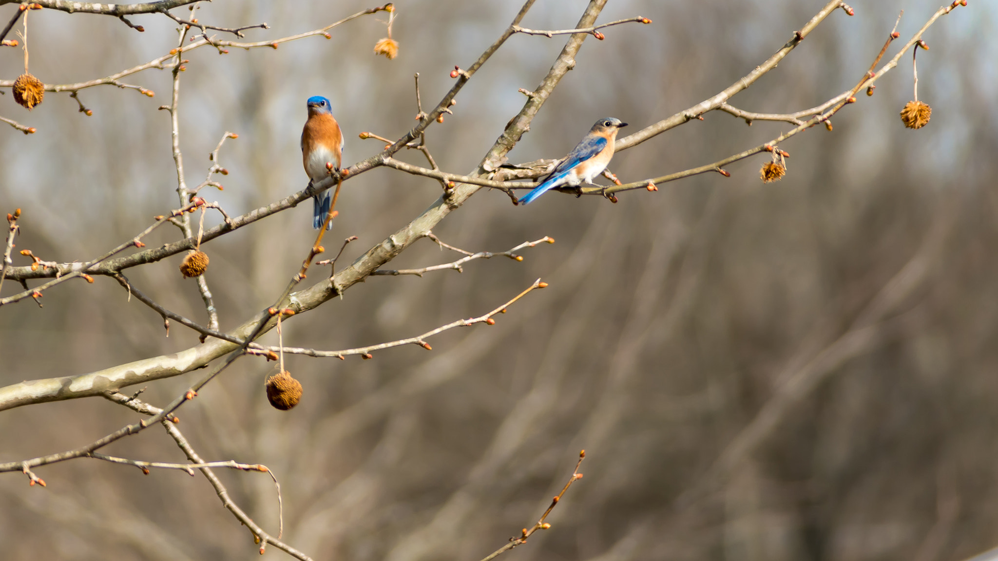 Nikon D5500 sample photo. Love birds photography