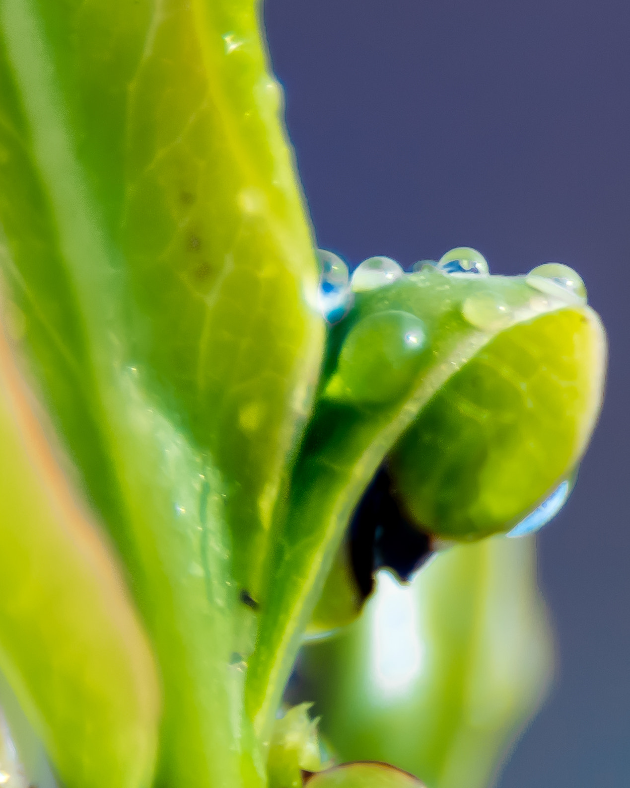 Nikon D5500 + Sigma 70-300mm F4-5.6 DG Macro sample photo. Thirsty2 photography