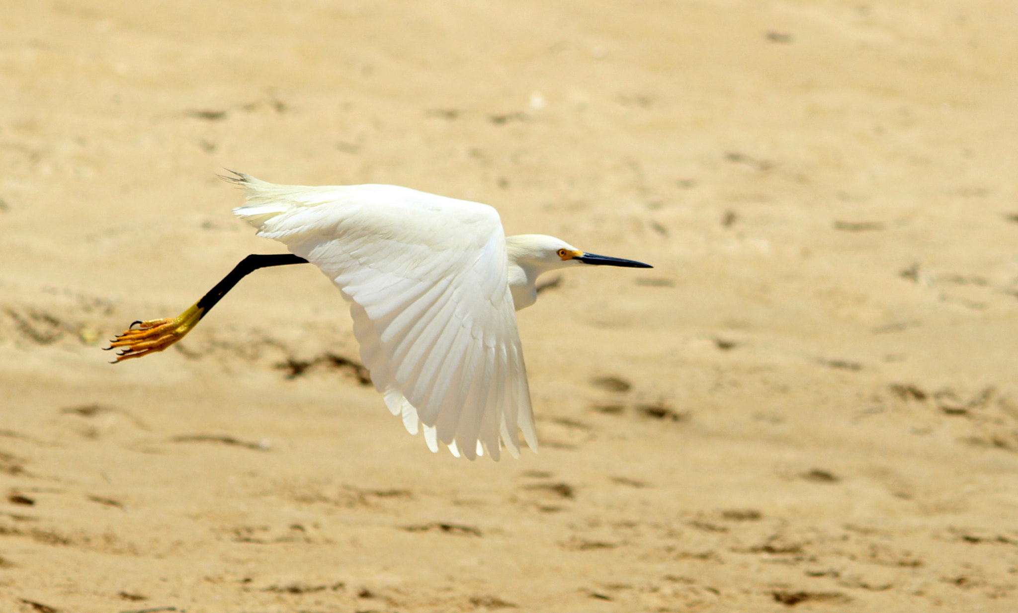 Canon EF-S 55-250mm F4-5.6 IS II sample photo. Heron photography