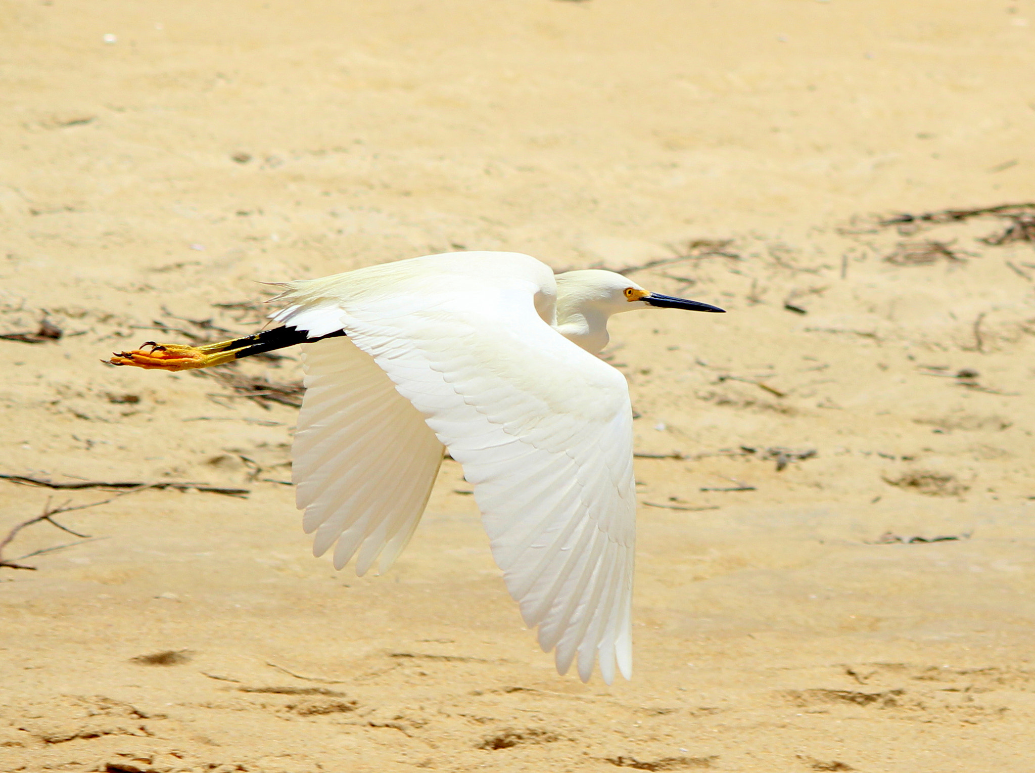 Canon EF-S 55-250mm F4-5.6 IS II sample photo. Heron photography