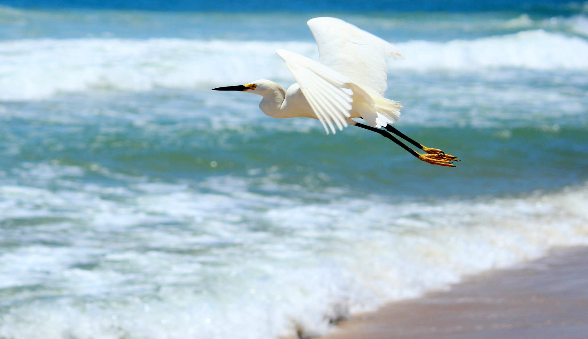 Canon EF-S 55-250mm F4-5.6 IS II sample photo. Heron photography