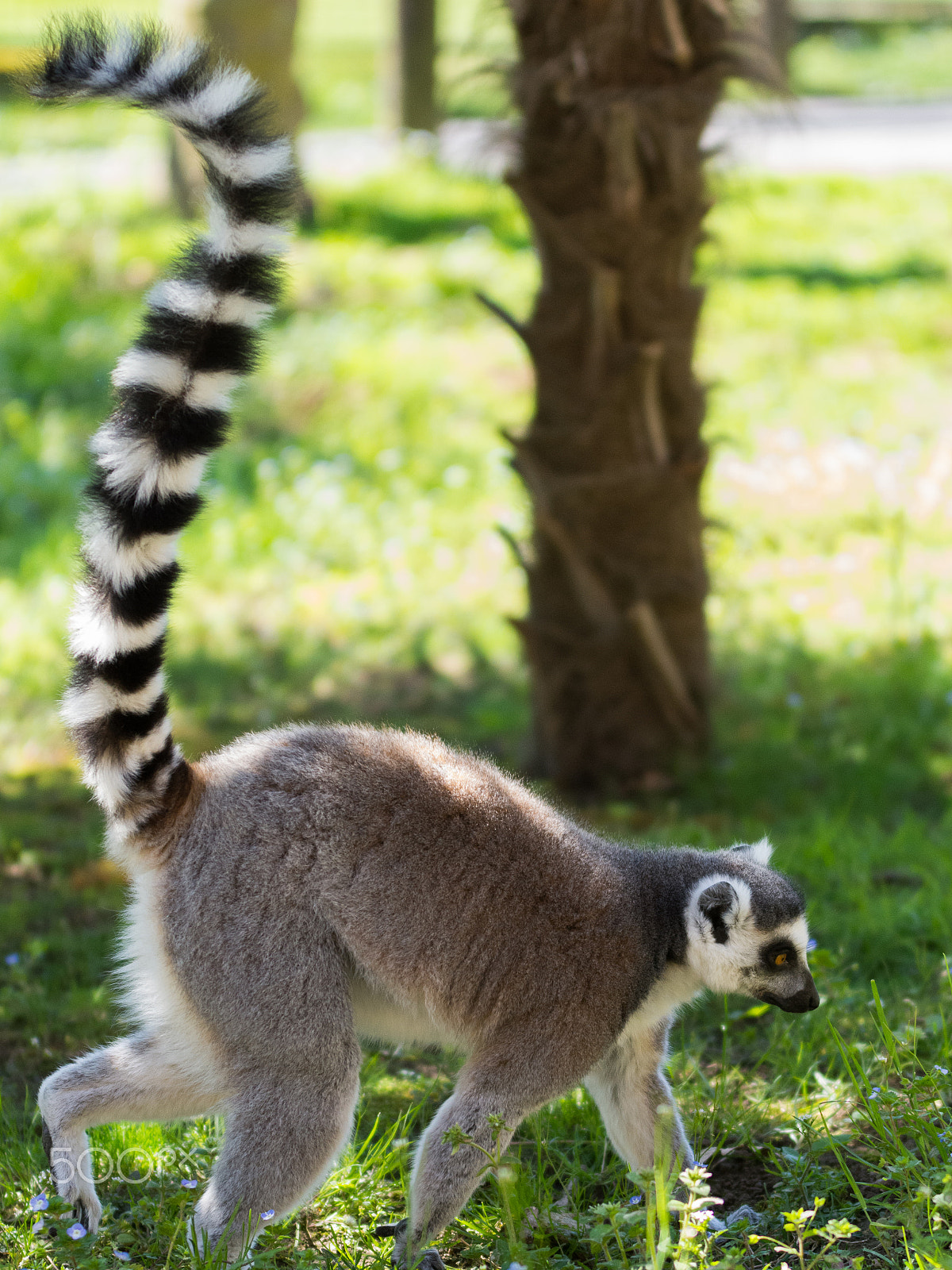 Nikon D7200 sample photo. Ring-tailed lemur (lemure catta) photography