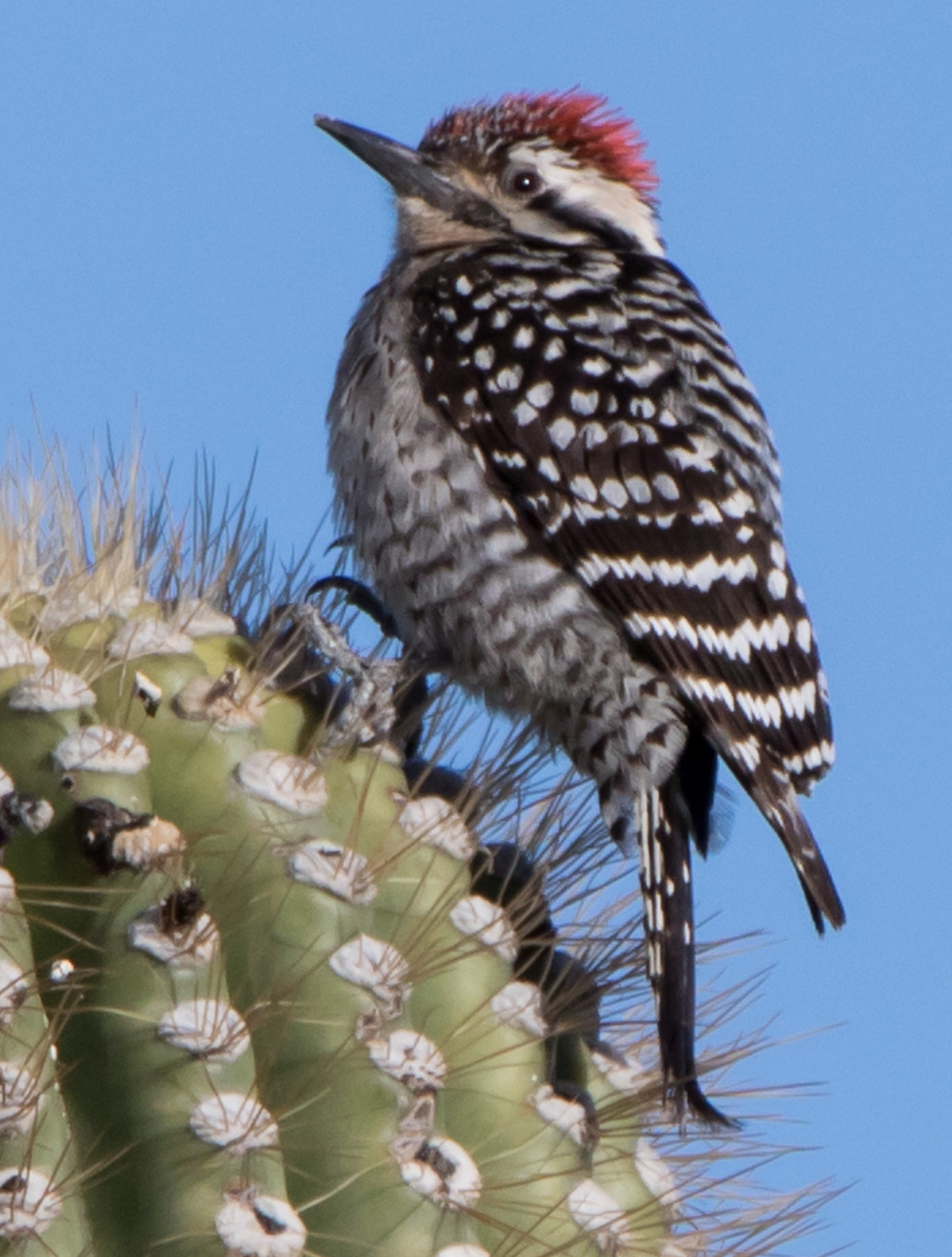 Tamron SP 150-600mm F5-6.3 Di VC USD sample photo. Ladder backed woodpecker photography