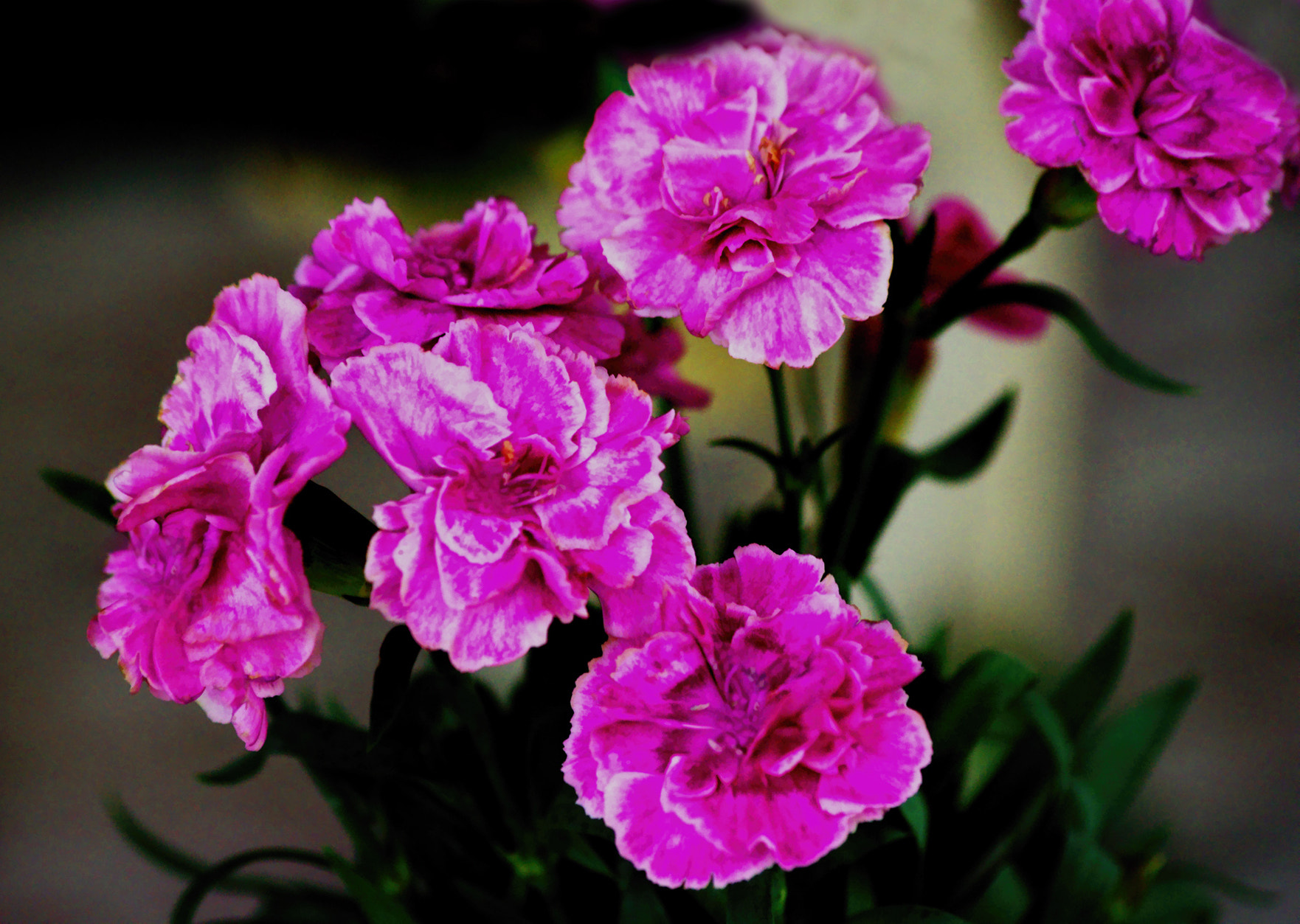 smc PENTAX-DA L 55-300mm F4-5.8 ED sample photo. Pinks photography