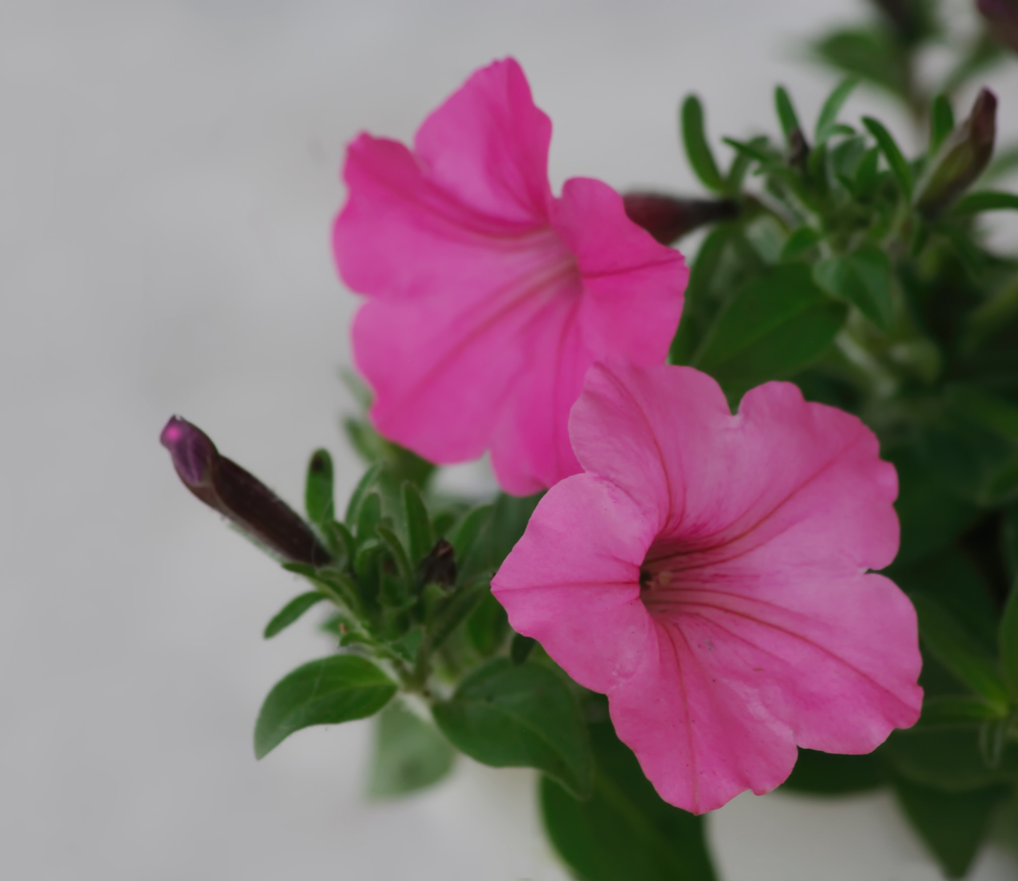 smc PENTAX-DA L 55-300mm F4-5.8 ED sample photo. Hanging petunia photography