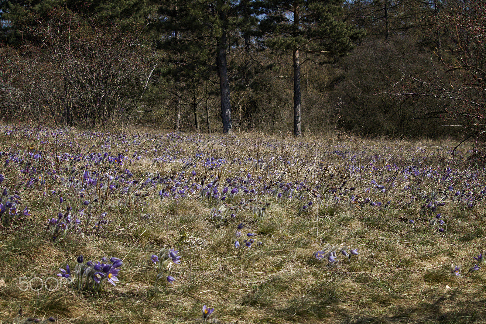 Canon EF-S 55-250mm F4-5.6 IS STM sample photo. When spring comes... ii photography