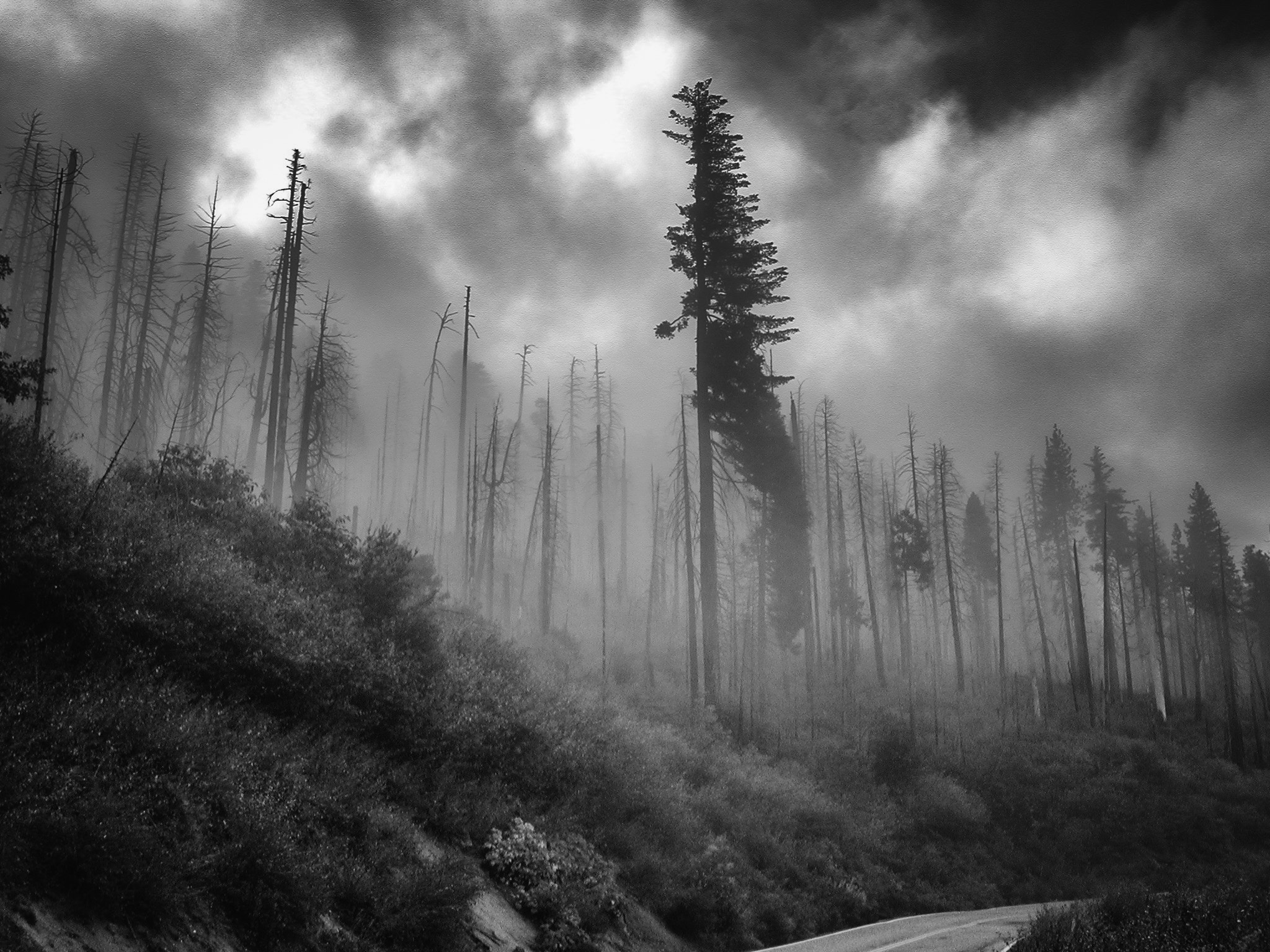 Nikon E880 sample photo. Yosemite trees in morning mist photography