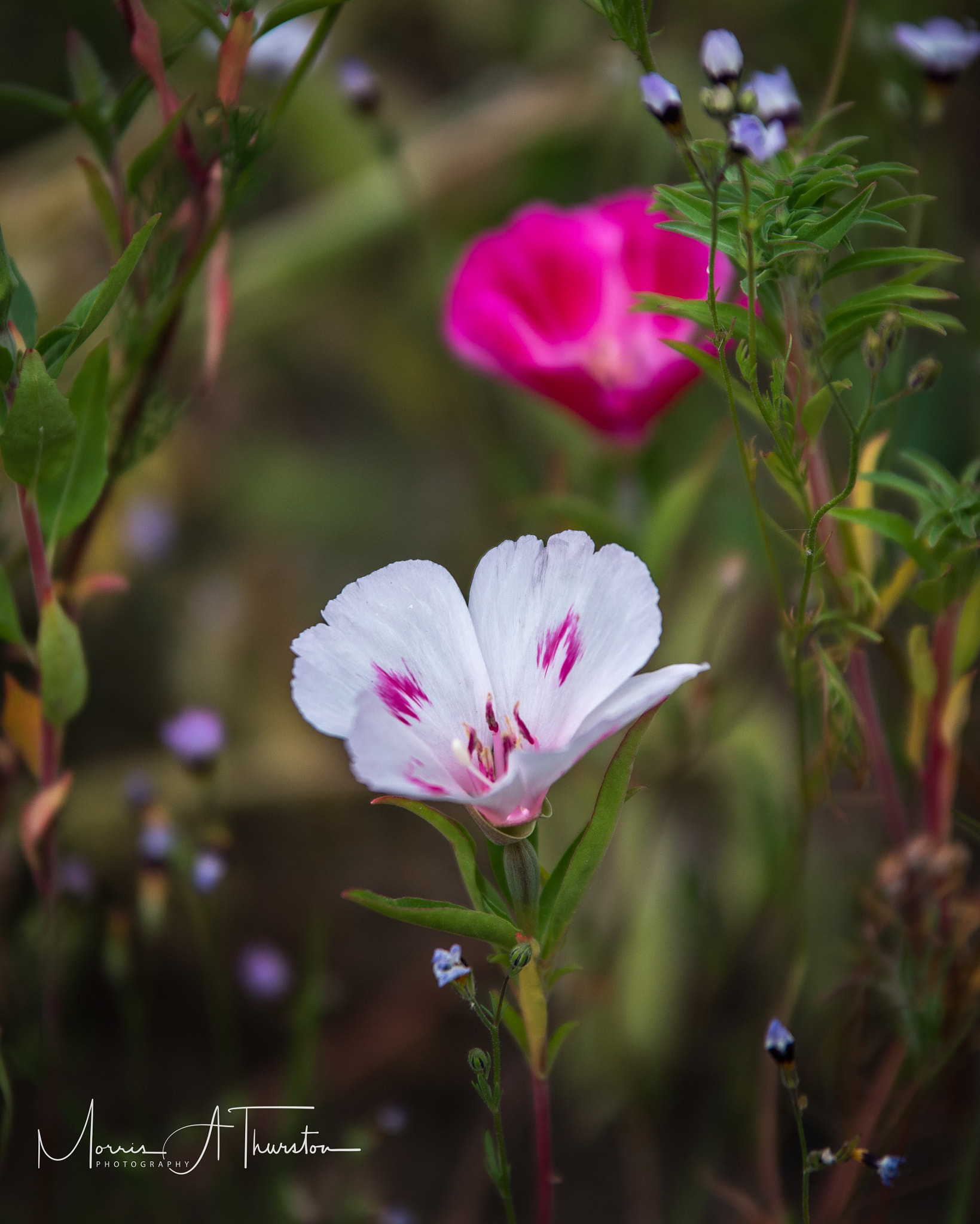 Nikon D810 sample photo. California wildflowers red & white photography