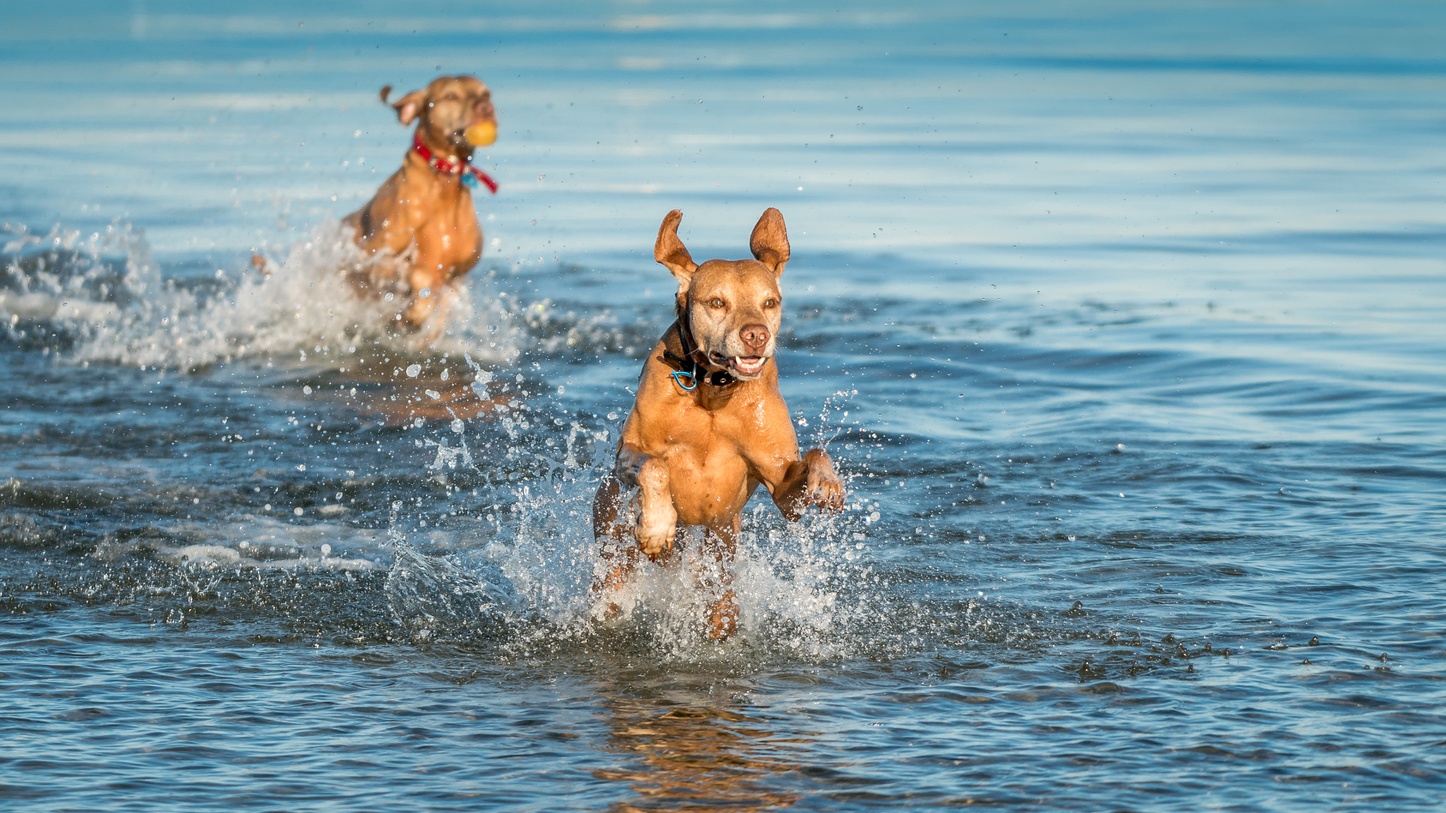 Sony a6500 + Sony FE 70-200mm F4 G OSS sample photo. Viszla dogs photography