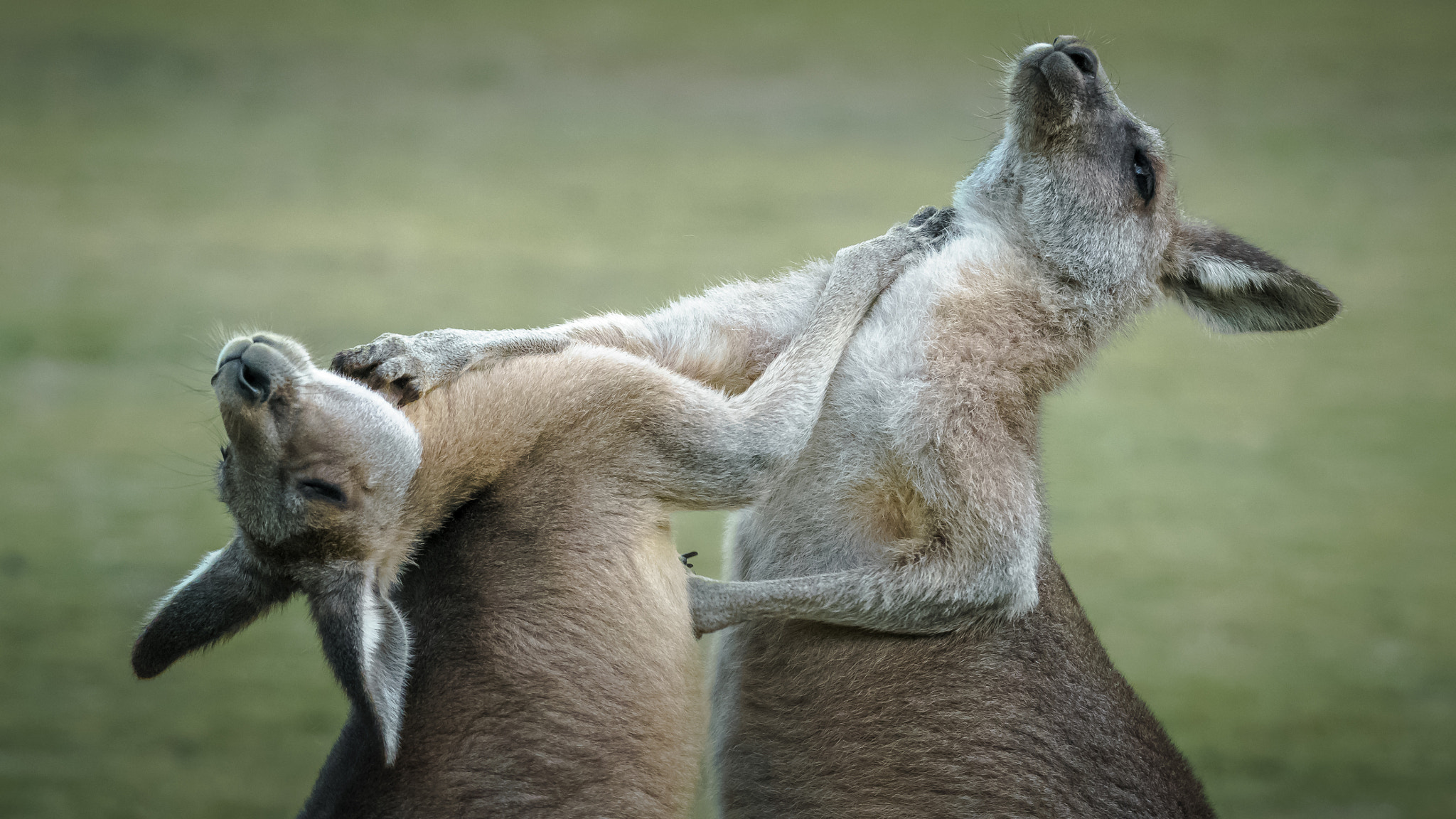 Sony a6500 sample photo. Boxing kangaroo photography