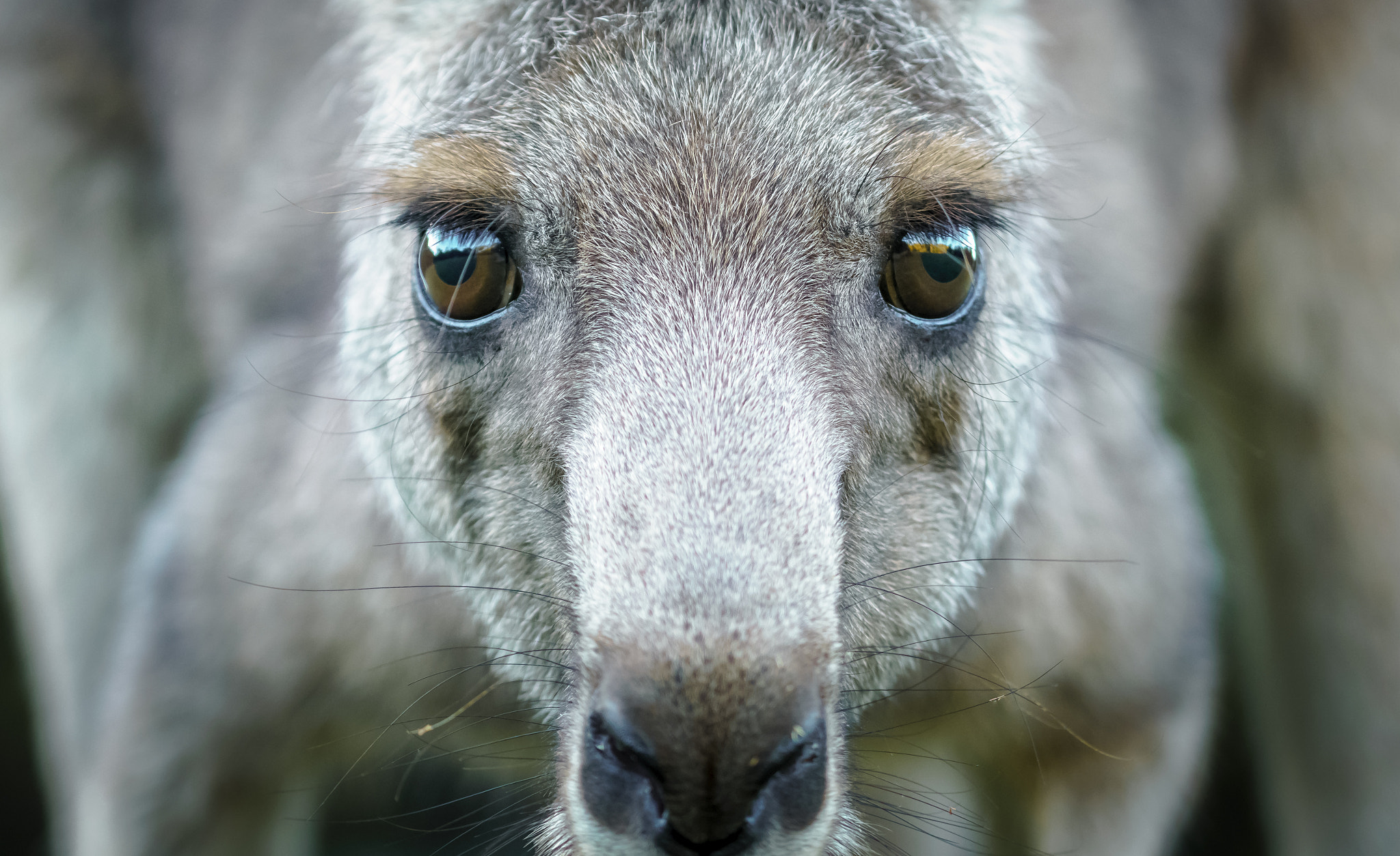 Sony a6500 sample photo. Portrait of a kangaroo photography