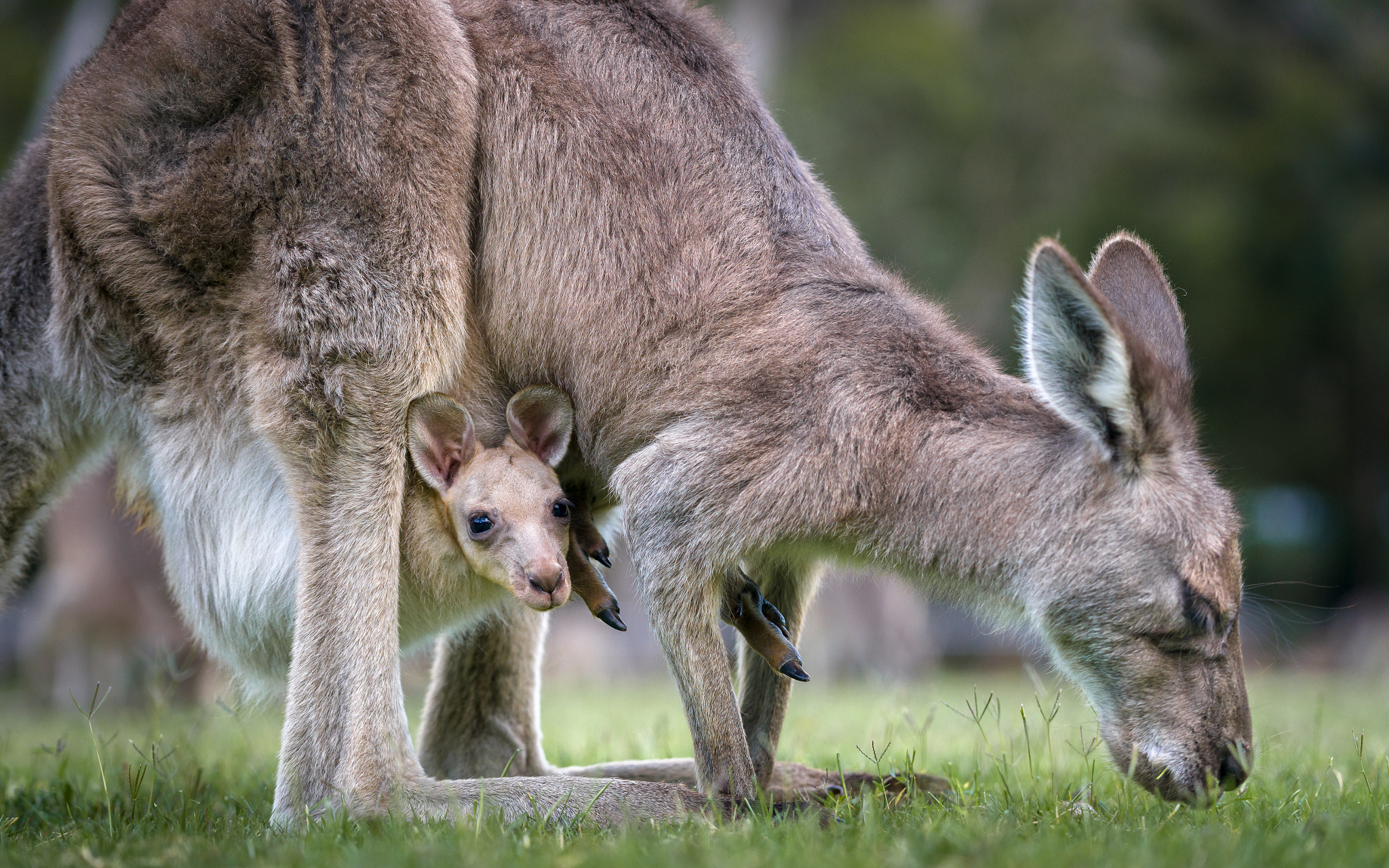 Sony a7R II + Sony FE 70-200mm F4 G OSS sample photo. Baby kangaroo photography