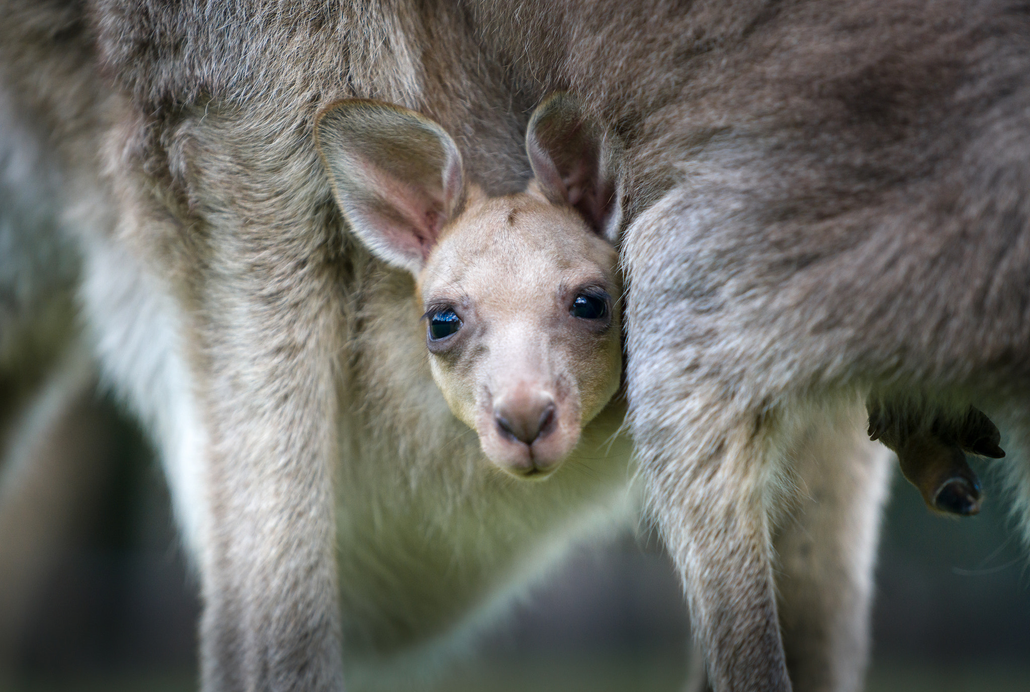 Sony a7R II + Sony FE 70-200mm F4 G OSS sample photo. Baby kangaroo photography