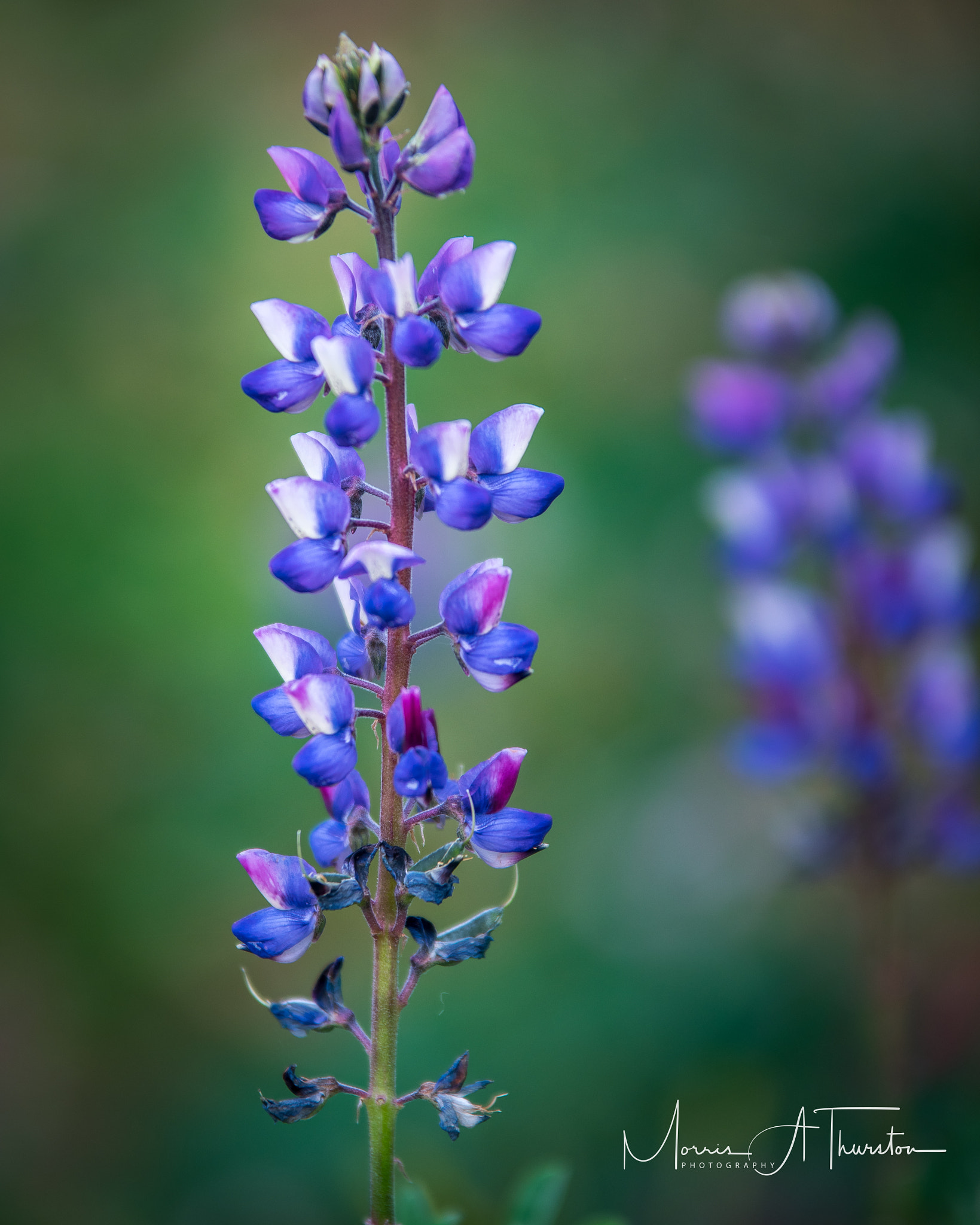 Nikon D810 + Sigma 70-200mm F2.8 EX DG OS HSM sample photo. California wildflowers blue photography