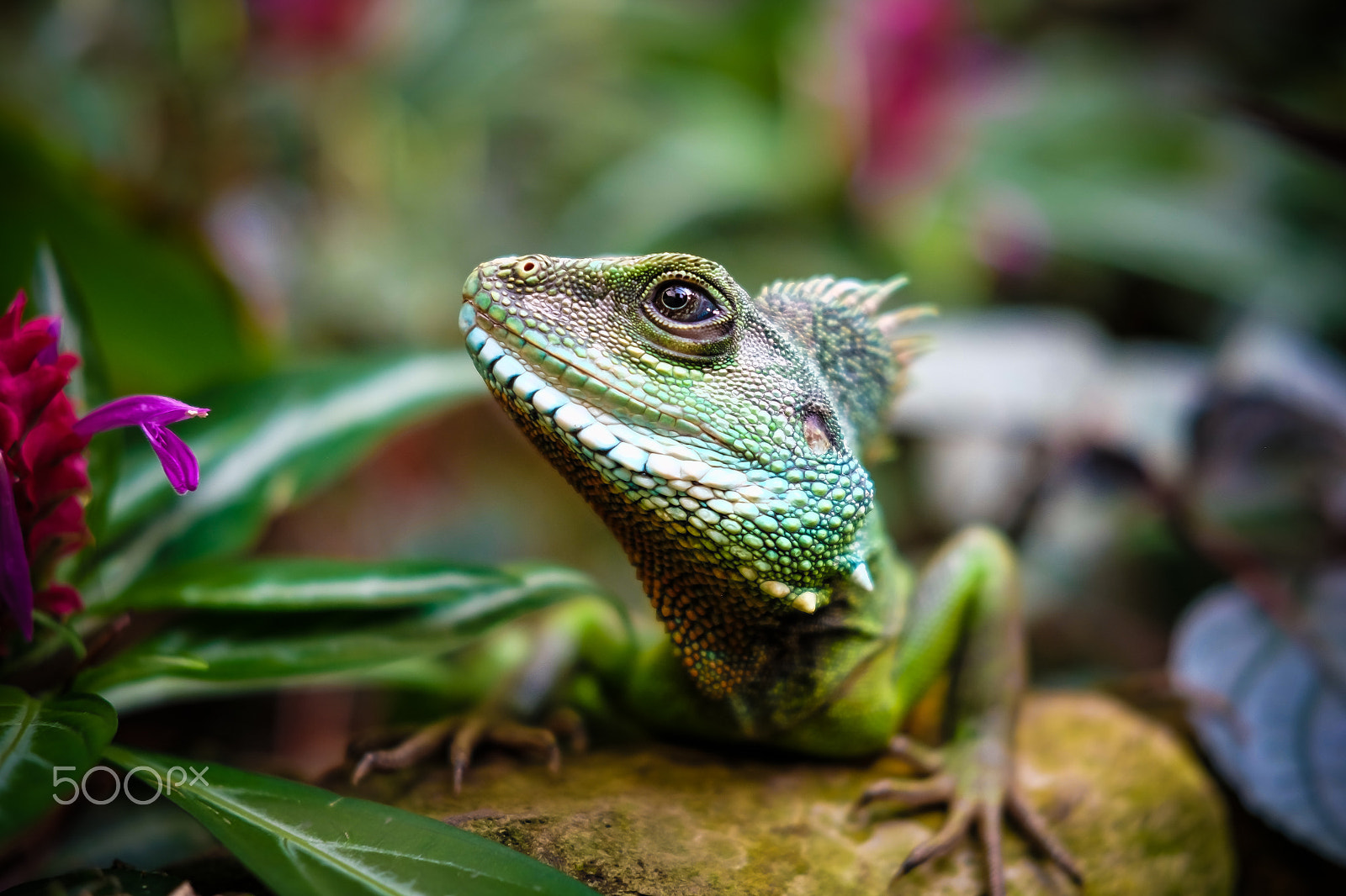 Fujifilm X-M1 + Fujifilm XF 35mm F2 R WR sample photo. Iguana photography