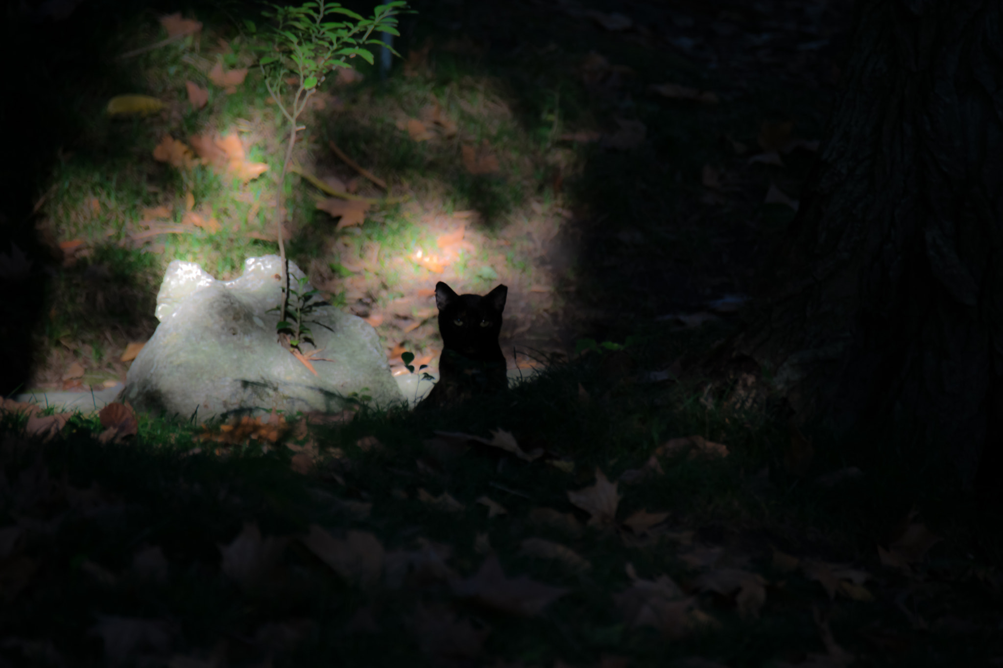 Nikon D5300 sample photo. Cat in the shadow photography
