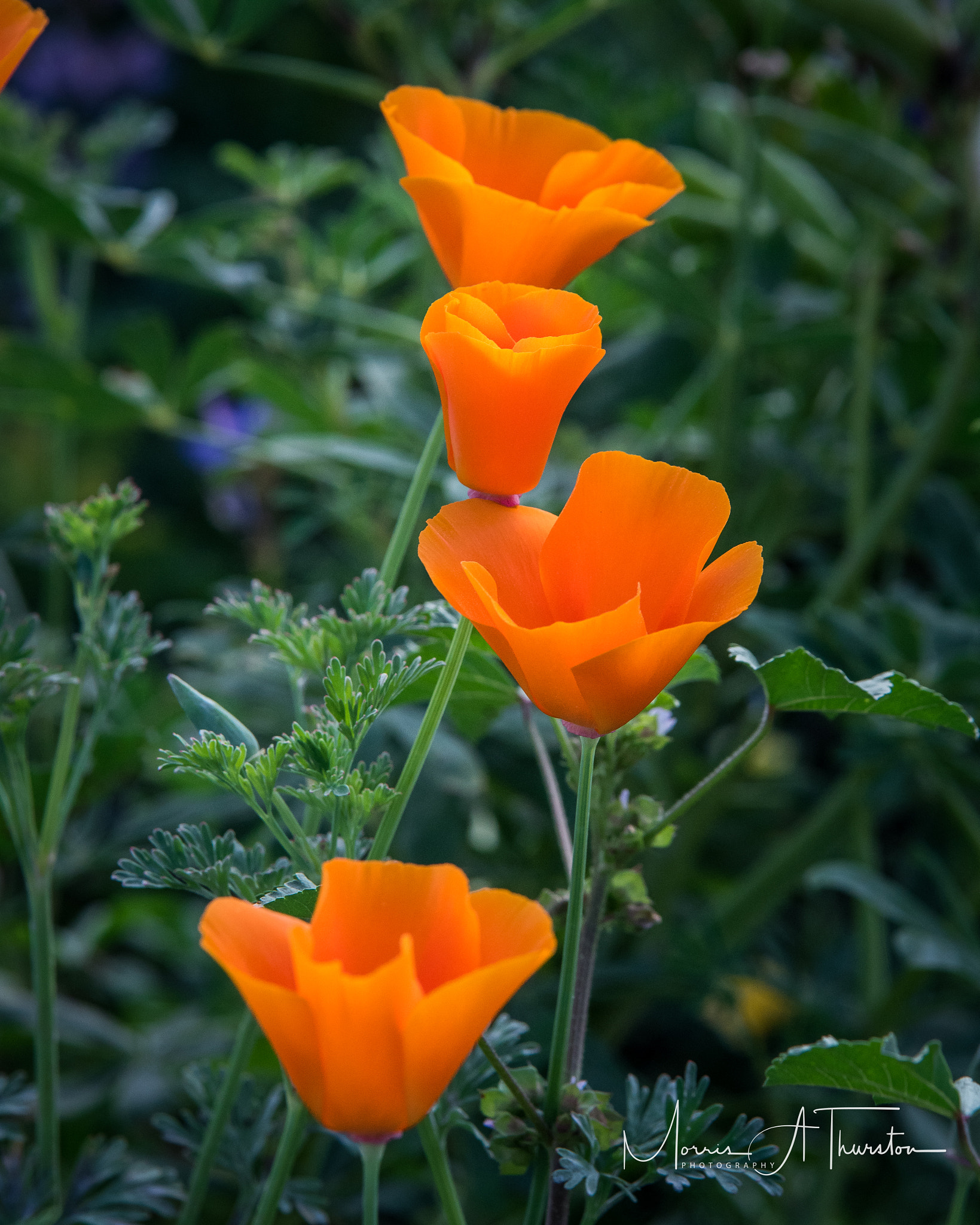 Nikon D810 + Sigma 70-200mm F2.8 EX DG OS HSM sample photo. California wildflowers gold photography