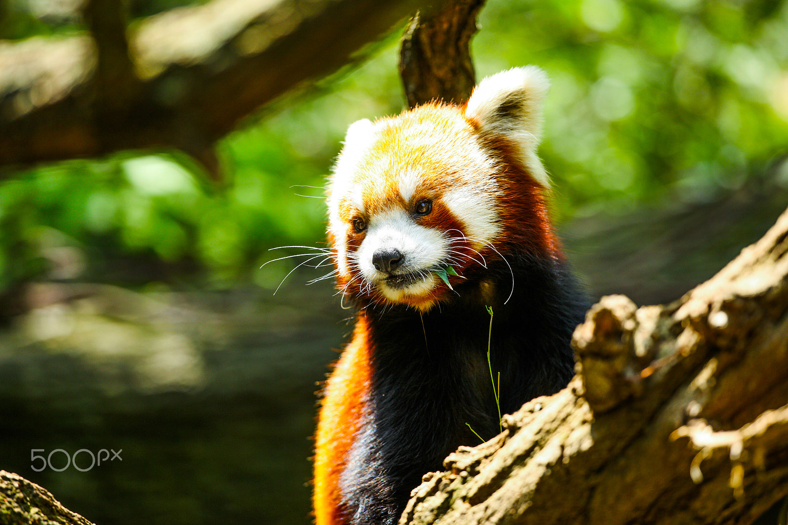 Canon EF 70-200mm F4L USM sample photo. Red panda photography