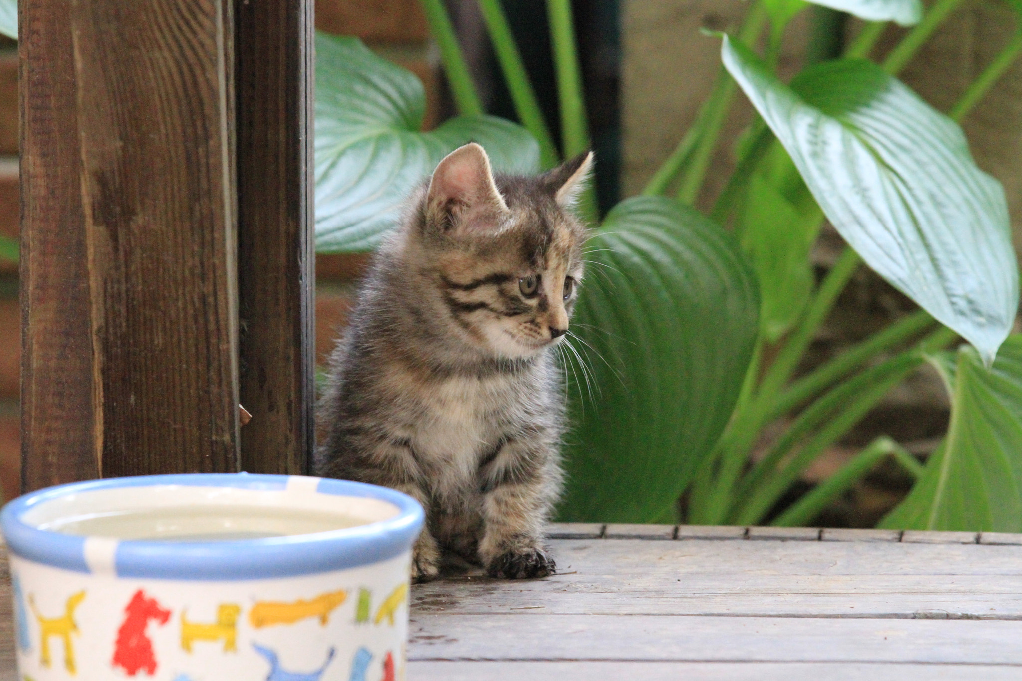 Canon EF 70-200mm F2.8L IS II USM sample photo