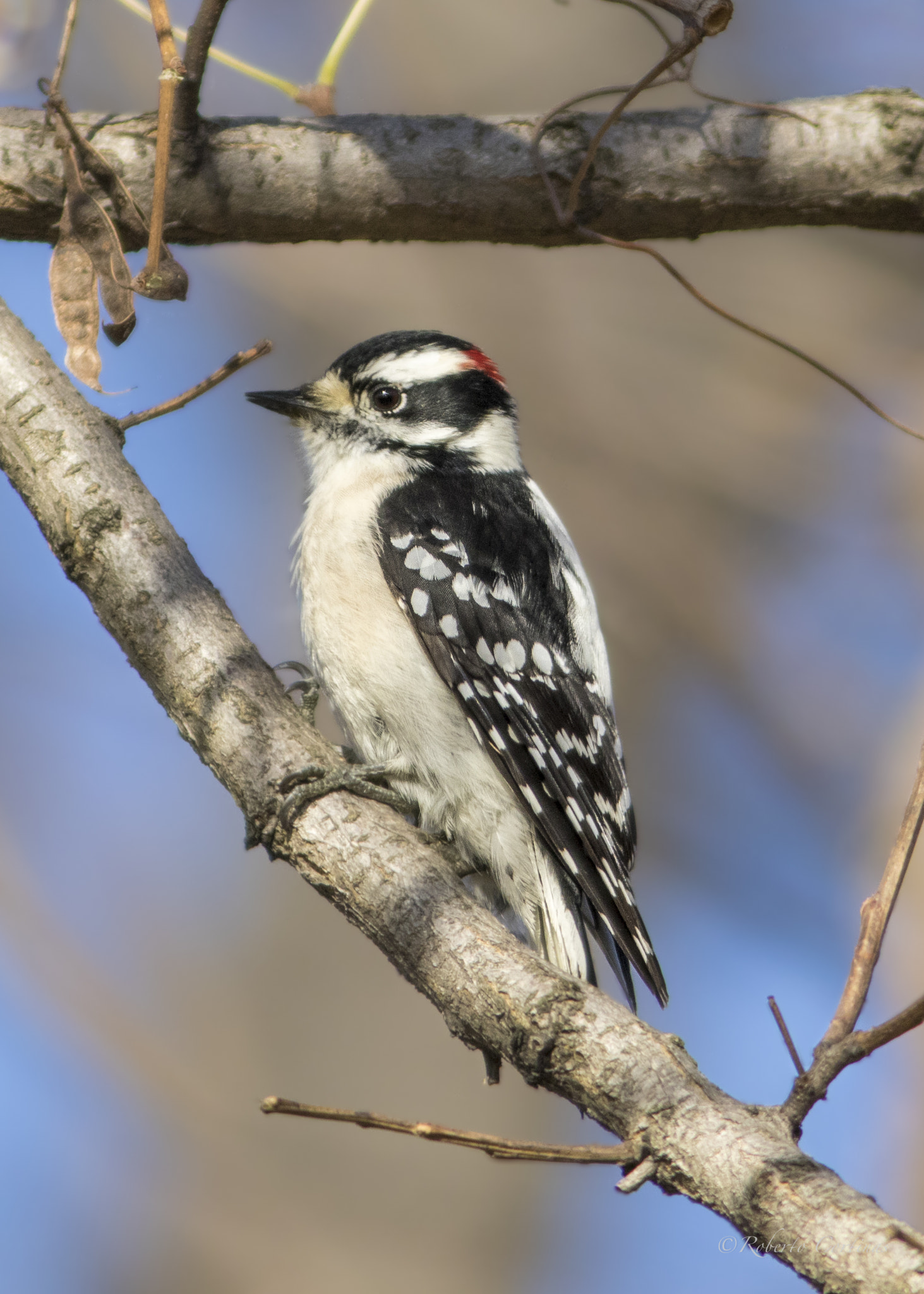 Canon EF 300mm F4L IS USM sample photo. Downy woodpecker photography