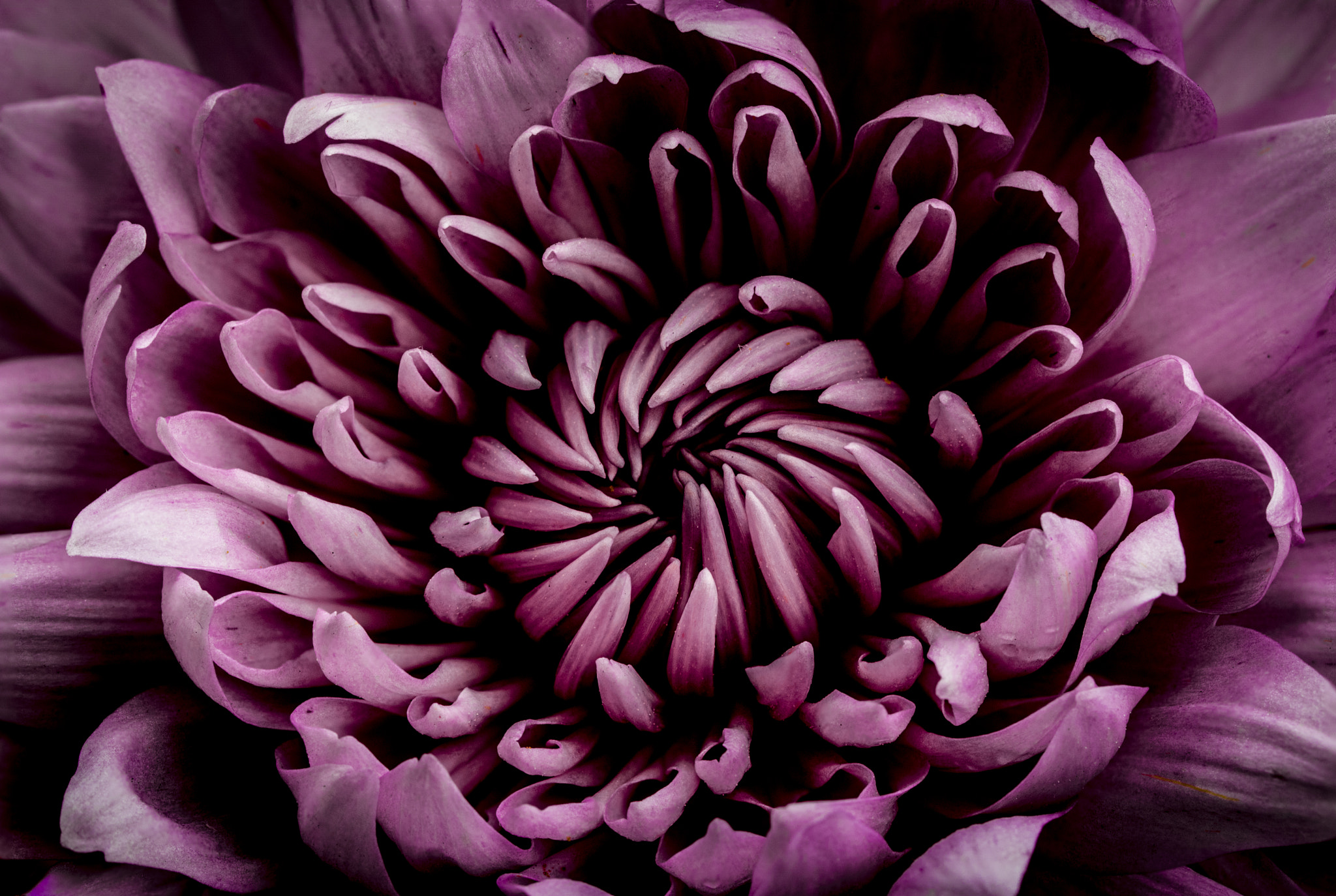Canon EF 100mm F2.8L Macro IS USM sample photo. Heart of a flower photography