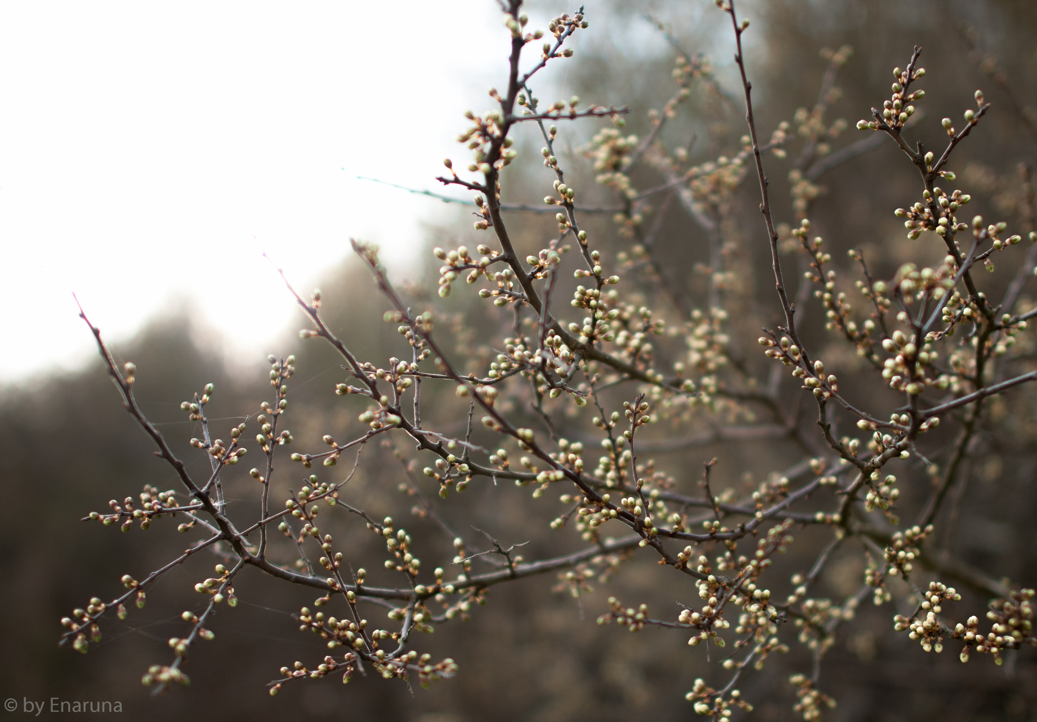 Nikon AF-S Nikkor 24mm F1.4G ED sample photo. Sloe buds photography