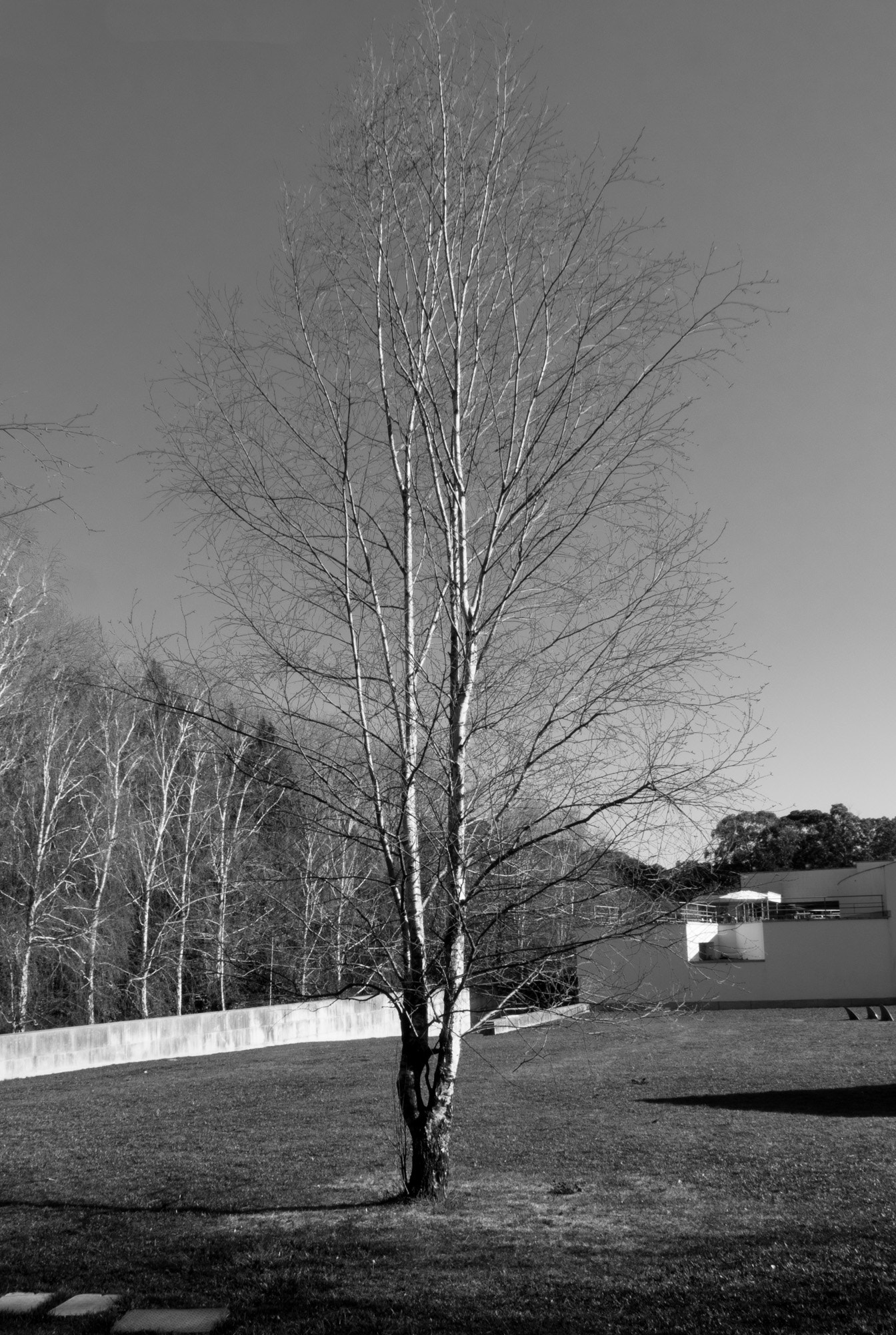 Sony Cyber-shot DSC-RX10 + 24-200mm F2.8 sample photo. Winter trees (28) photography