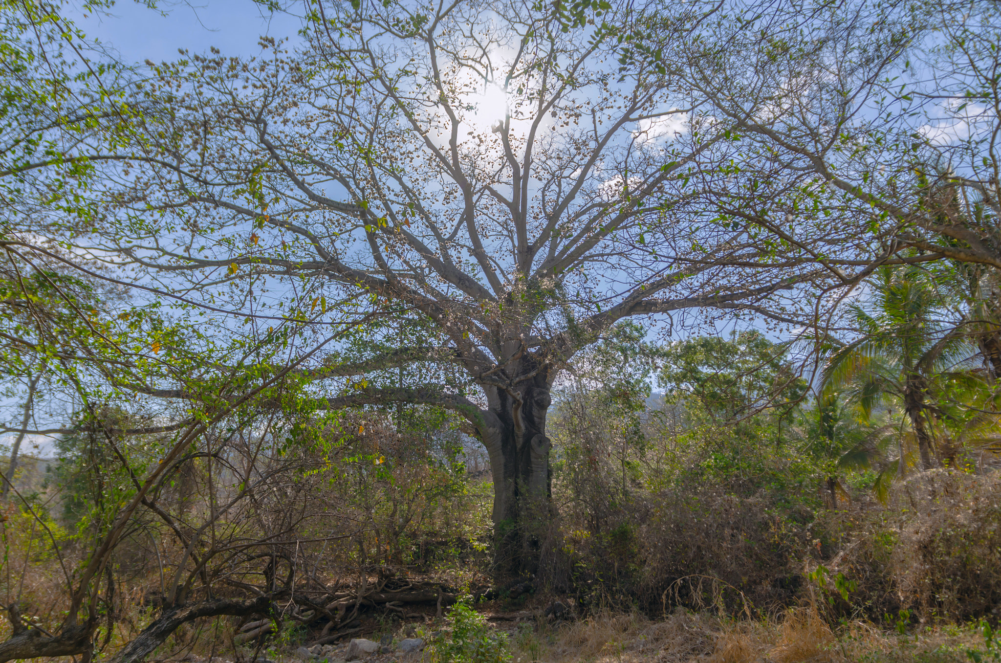 Nikon D7000 sample photo. Sacred ceiba tree of life photography
