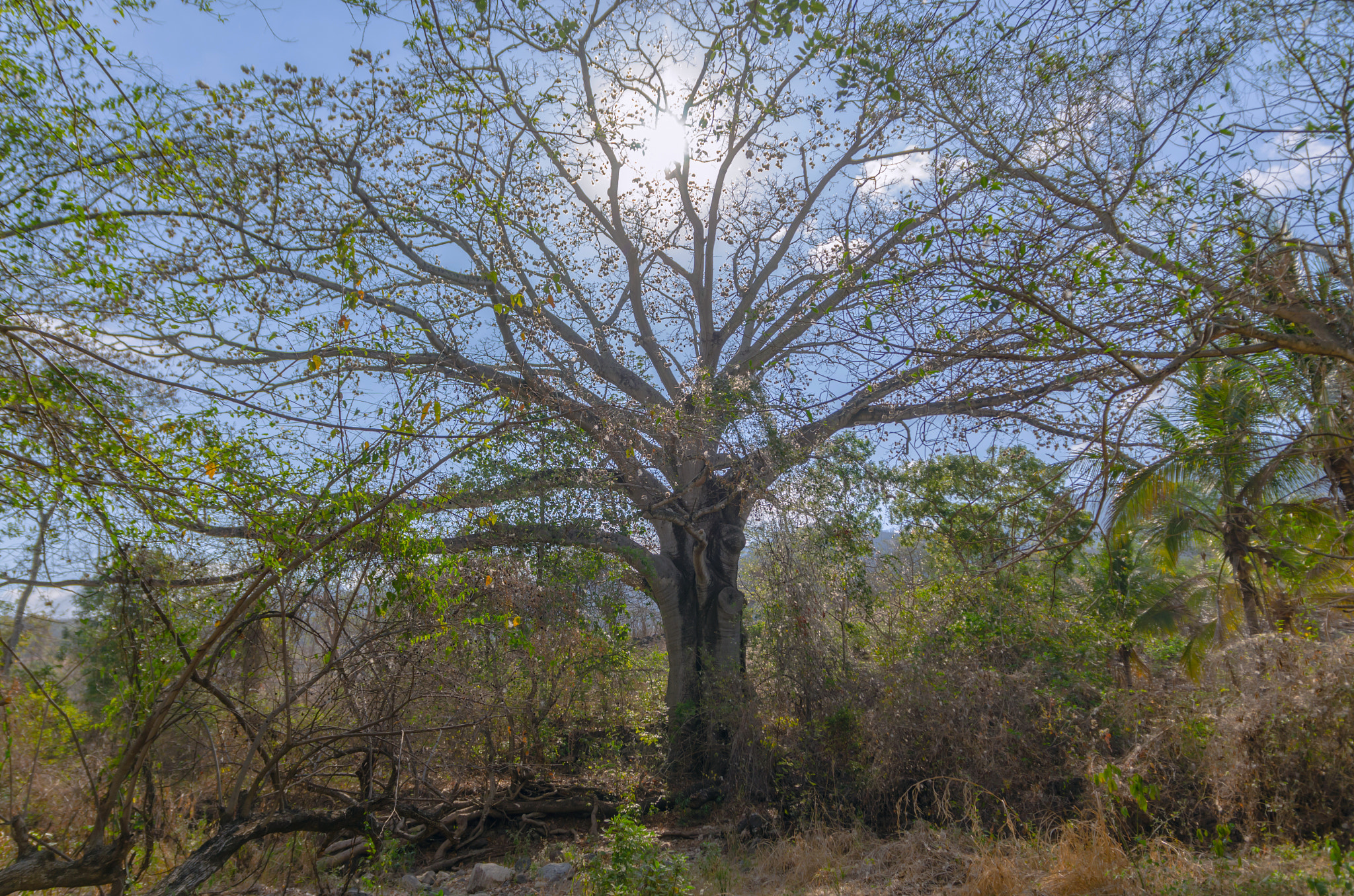 Nikon D7000 + Sigma 17-70mm F2.8-4 DC Macro OS HSM | C sample photo. Sacred ceiba tree of life photography