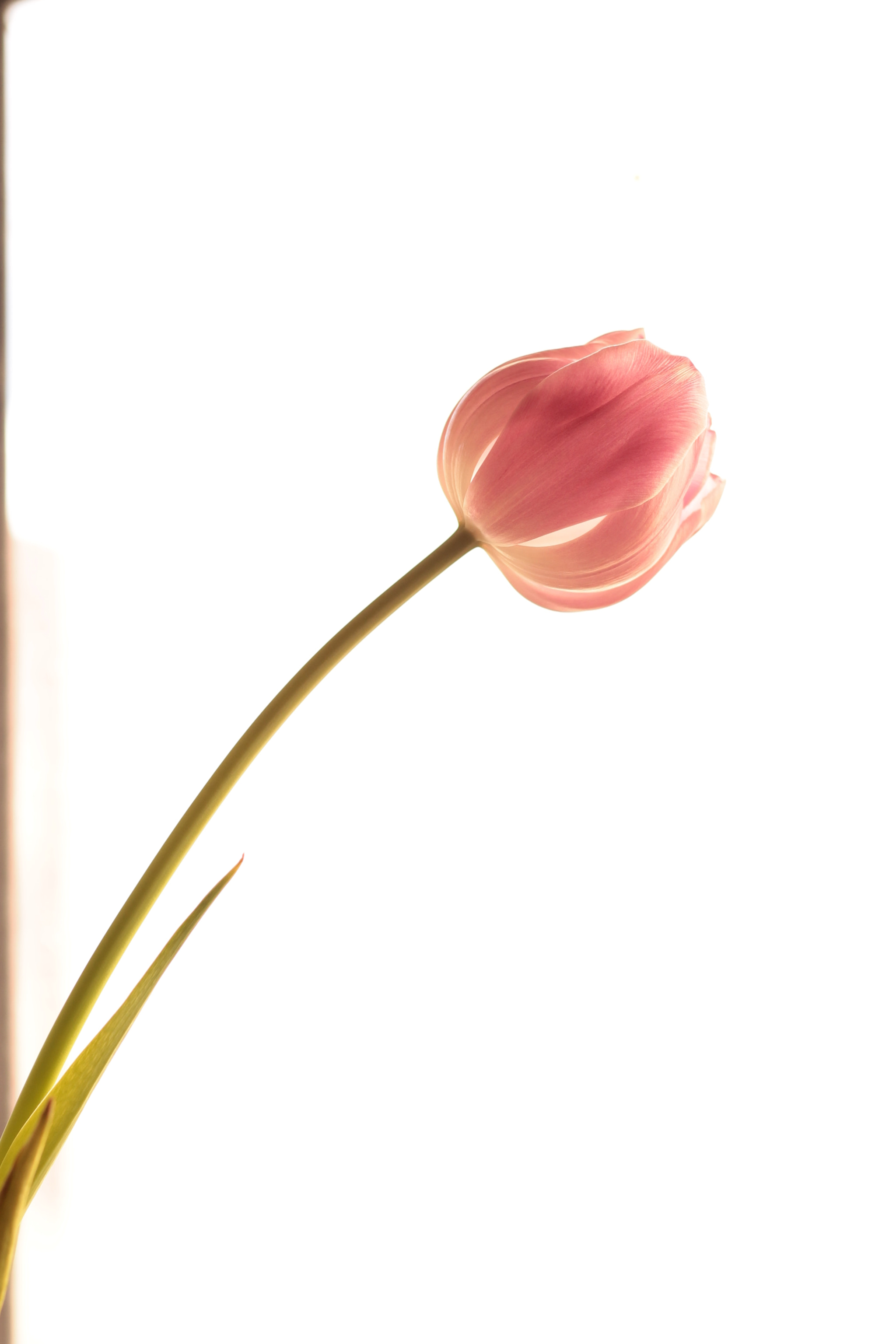 Canon EOS 1100D (EOS Rebel T3 / EOS Kiss X50) sample photo. Tulip photography