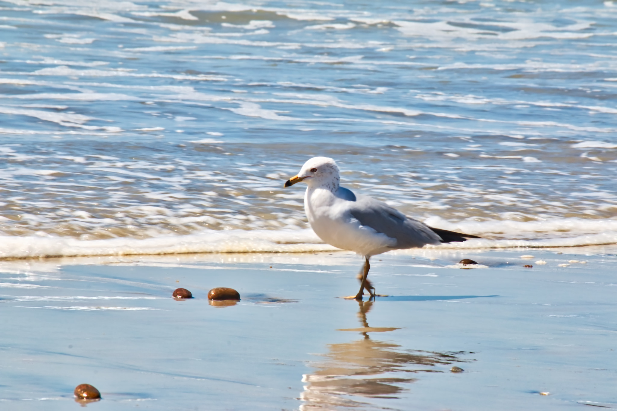 Canon EF-S 55-250mm F4-5.6 IS II sample photo. Walking seagull photography
