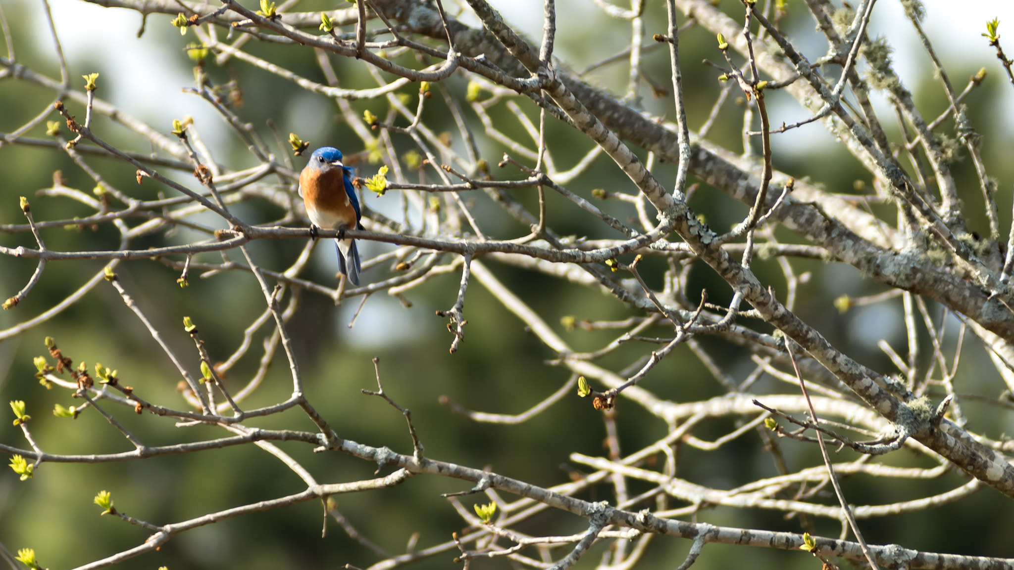 Nikon D5500 + Sigma 70-300mm F4-5.6 DG Macro sample photo. Here's looking at you... photography