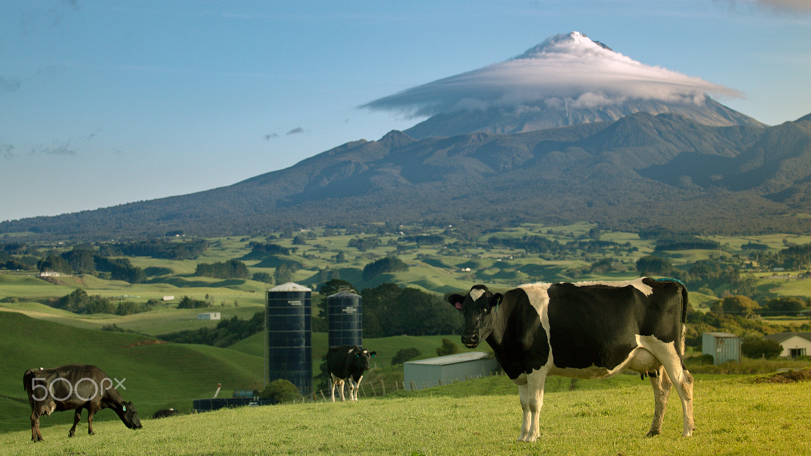 Canon EOS 70D + Canon EF 70-200mm F4L USM sample photo. Farm cows under mount taranaki photography