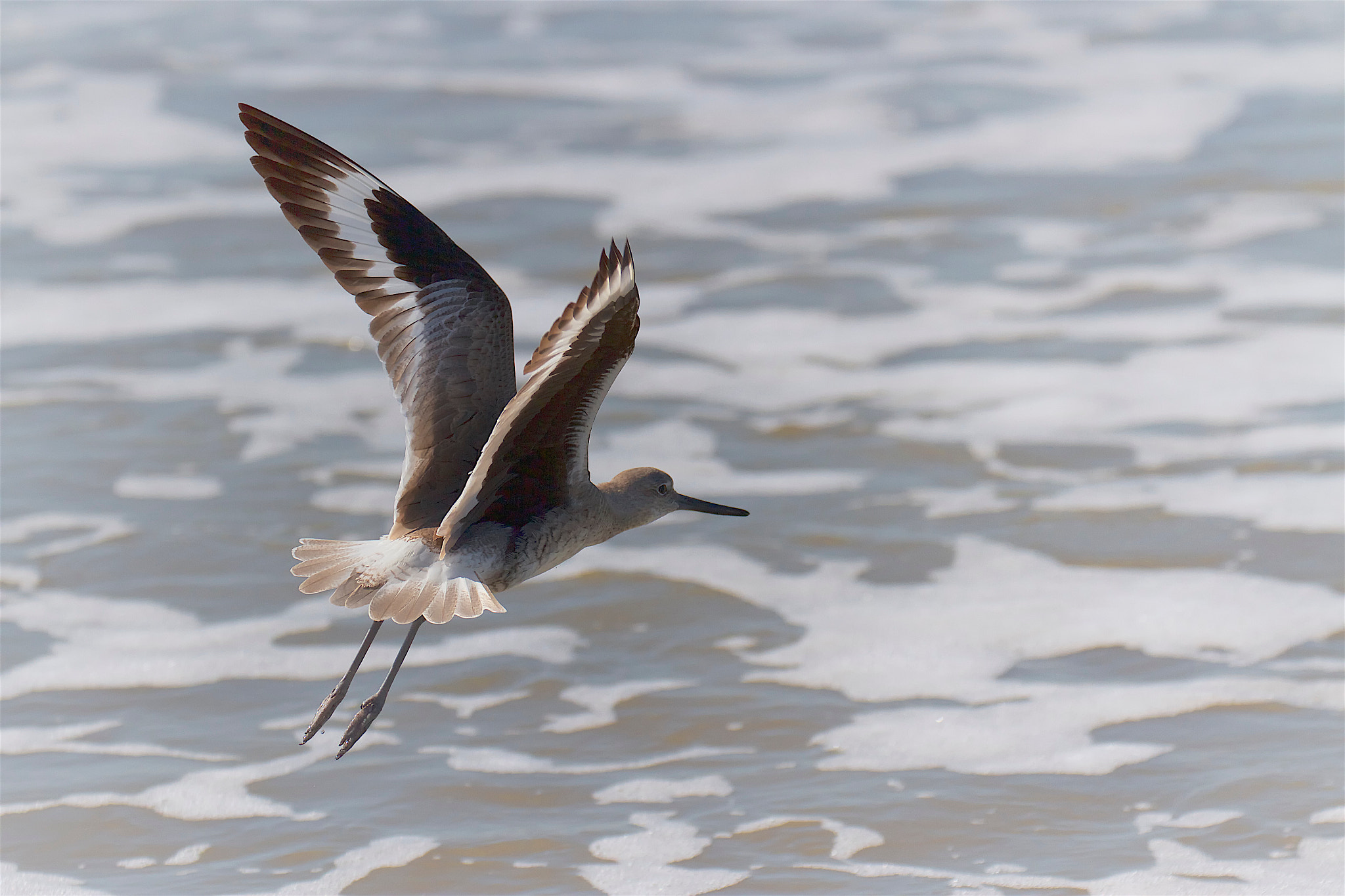 Canon EOS 7D + Canon EF 70-300mm F4-5.6L IS USM sample photo. Sandpiper photography
